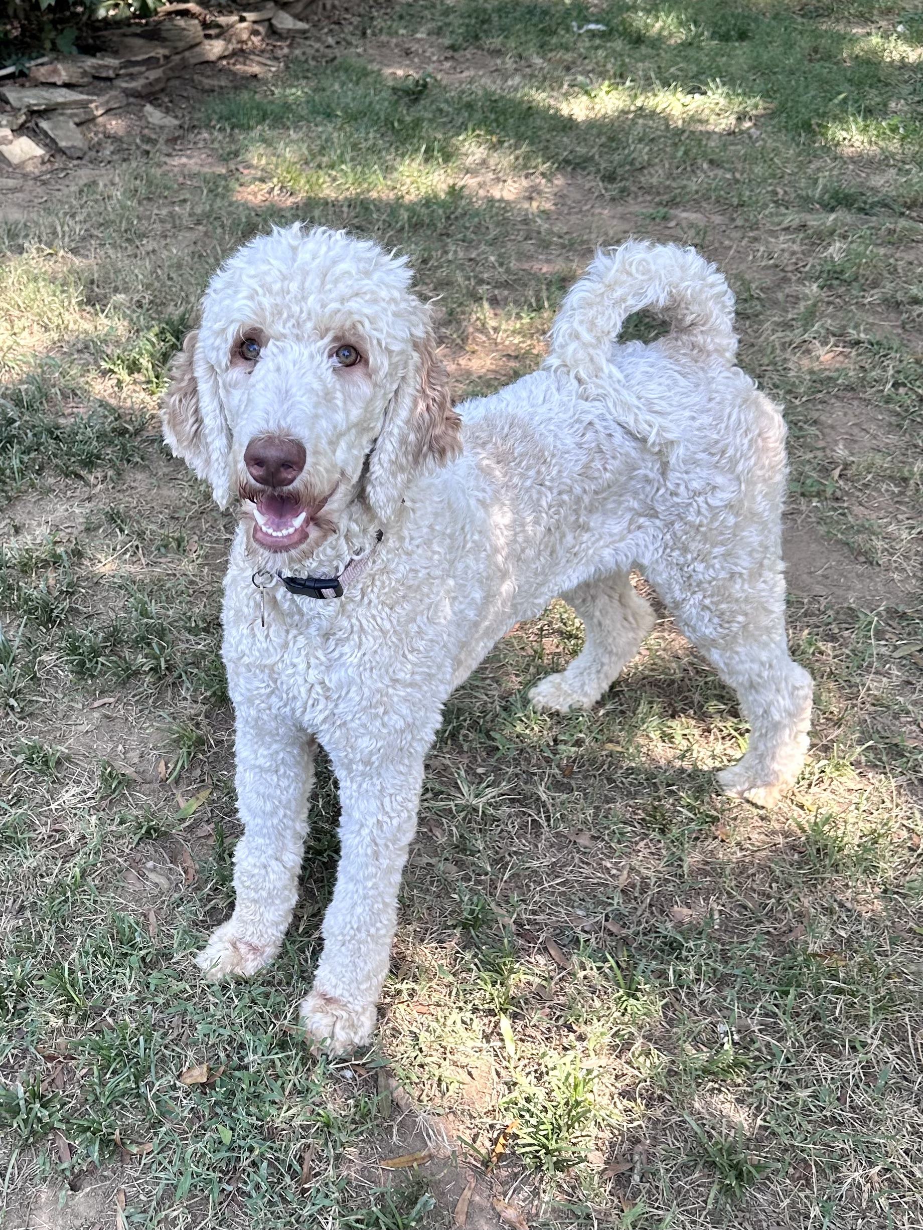 Enlarge Lilly, a Adopted Standard Poodle in Charlotte, NC image 3/5