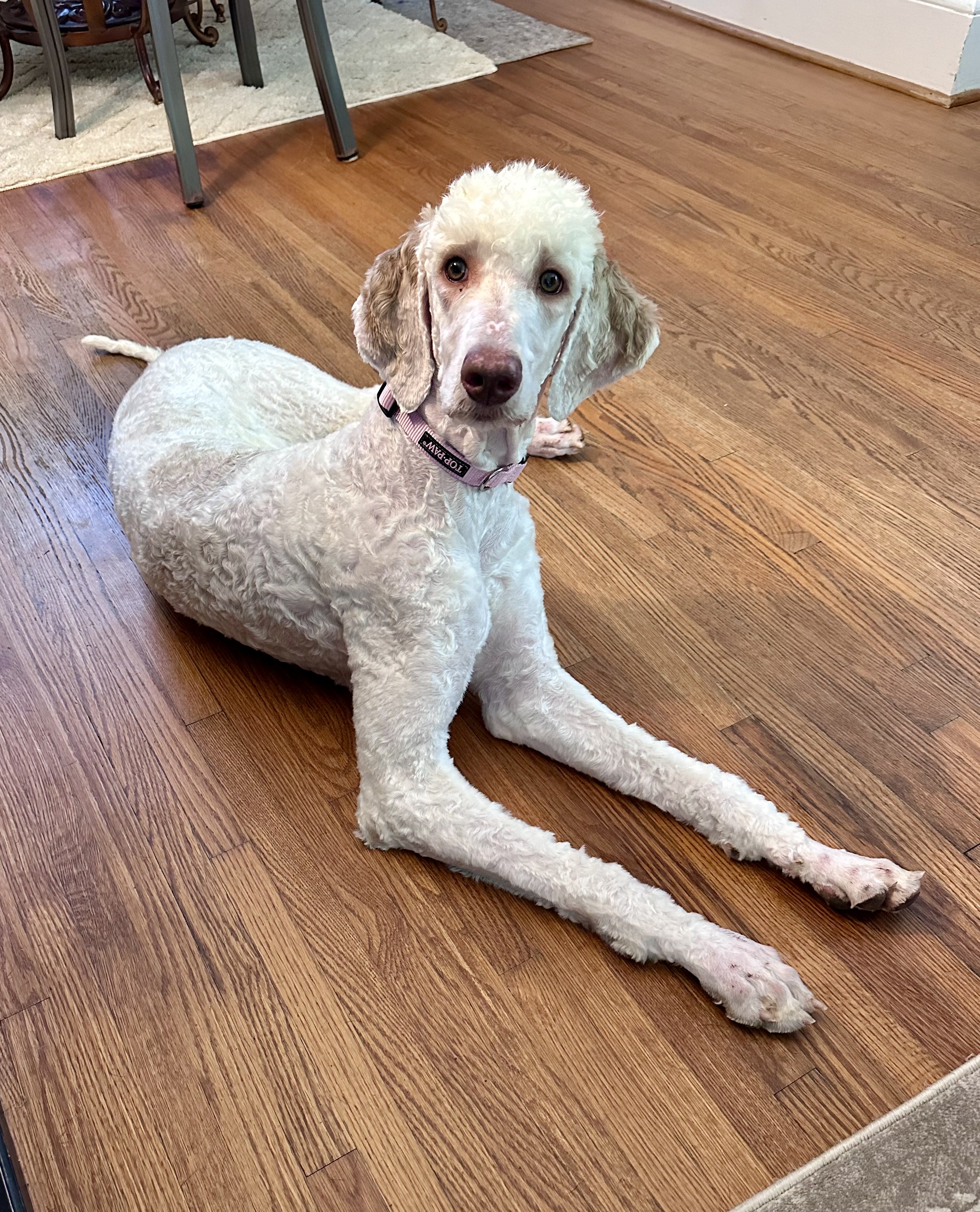 Enlarge Lilly, a Adopted Standard Poodle in Charlotte, NC image 5/5