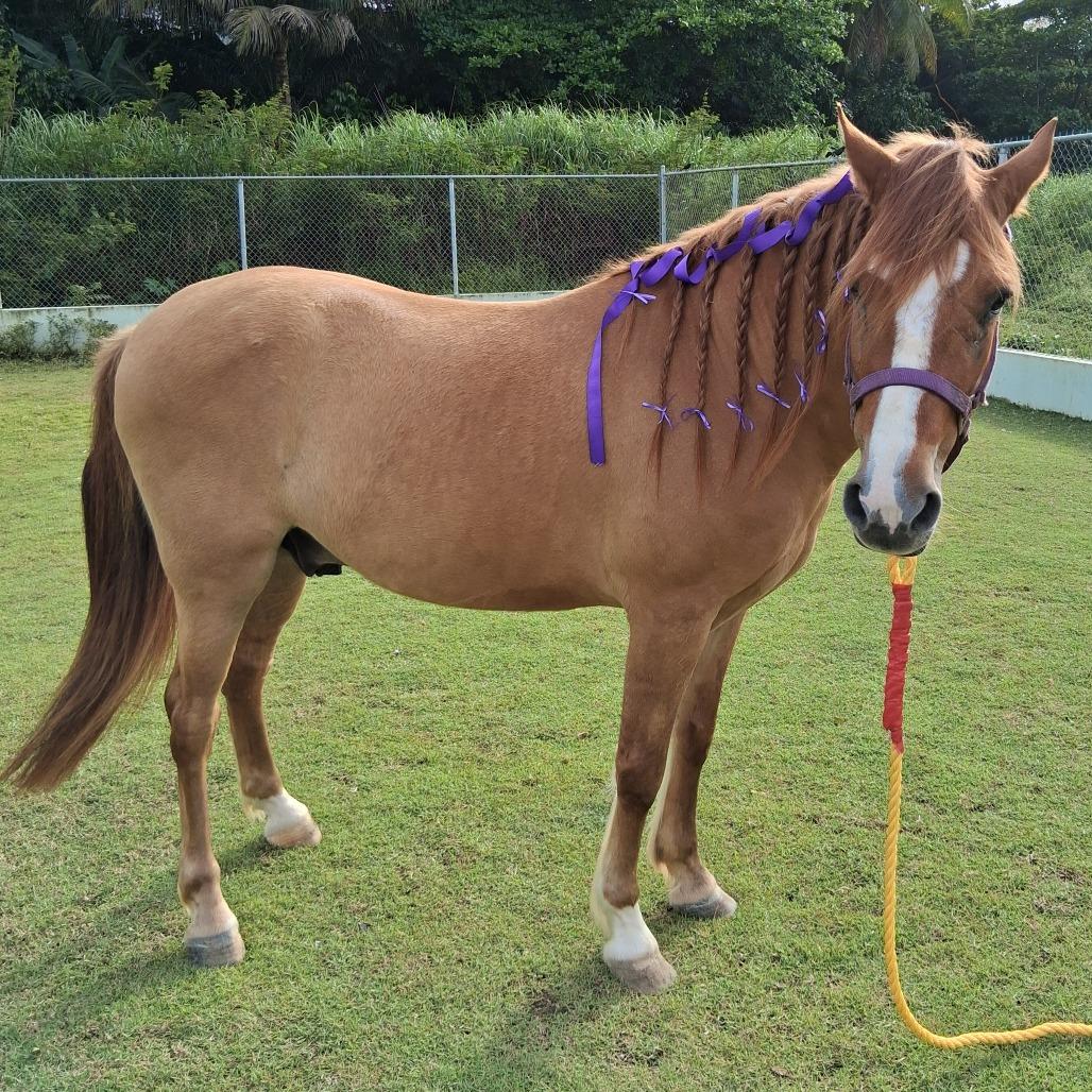Montana, a Adoptable Quarterhorse in Guaynabo, PR image 2/2