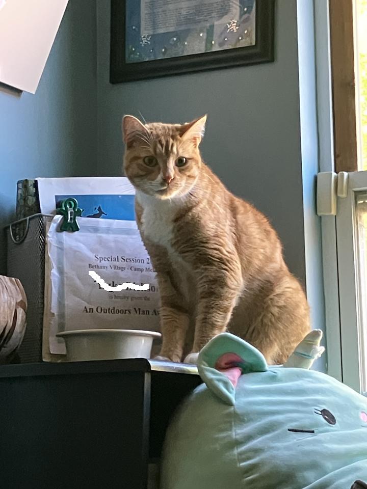 Ron Clark, a Adoptable Domestic Short Hair in Powder Springs, GA image 3/6