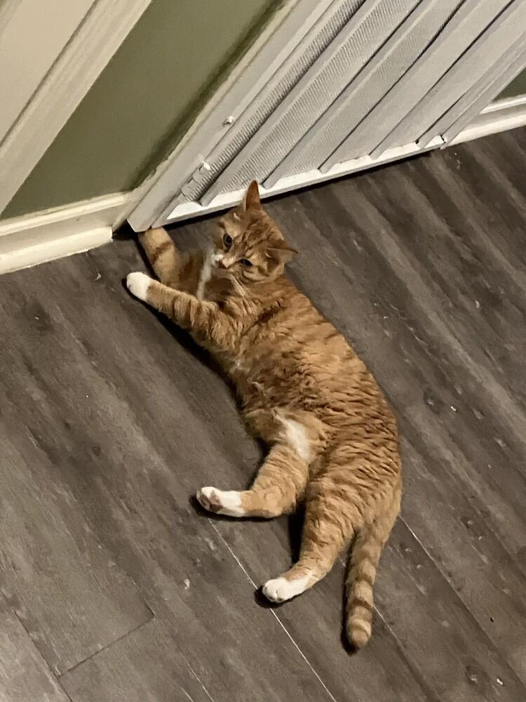 Ron Clark, a Adoptable Domestic Short Hair in Powder Springs, GA image 4/6