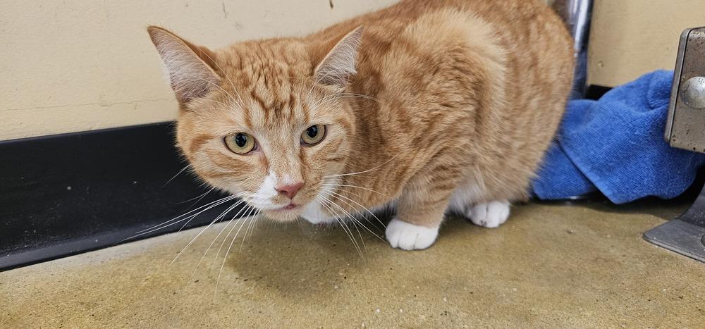 Ron Clark, Adoptable, Adult Male Domestic Short Hair.