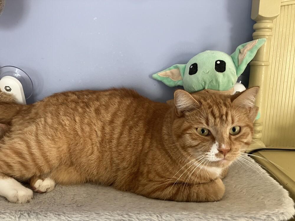 Ron Clark, a Adoptable Domestic Short Hair in Powder Springs, GA image 6/6