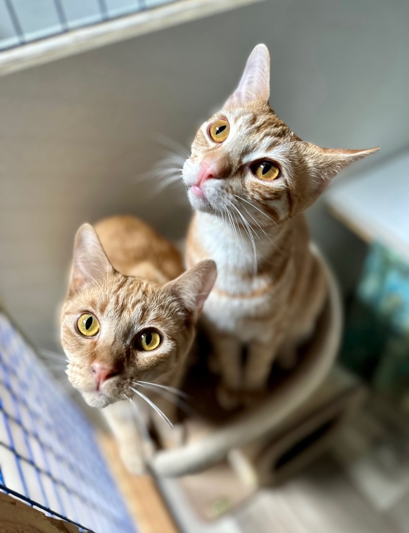 Enlarge Orange Marmalade and Apricot Jam, a Adoptable Oriental Tabby in Pomona, CA image 1/1