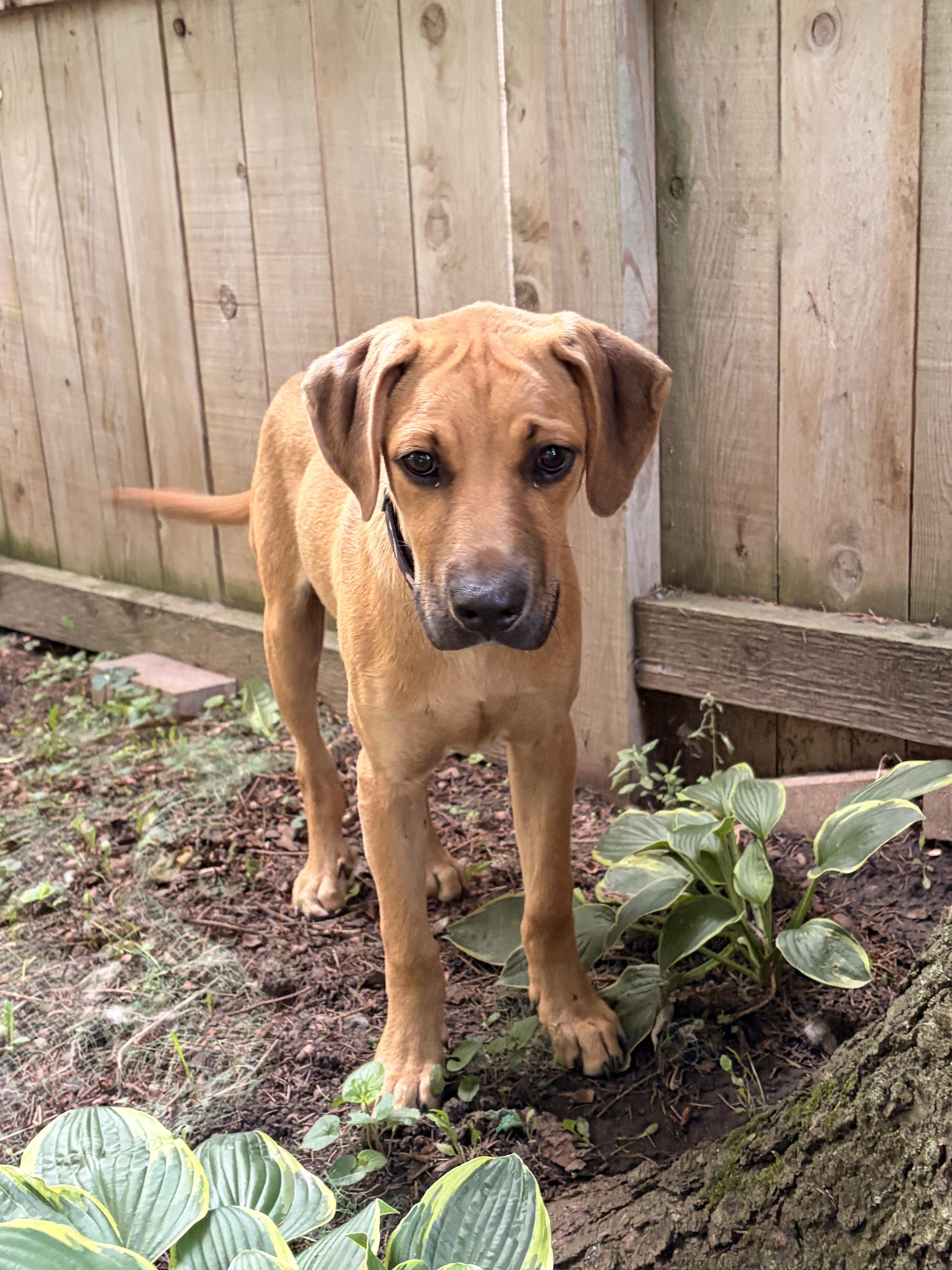 Junior, a ADOPTABLE mixed breed in Byron, IL image 5/6