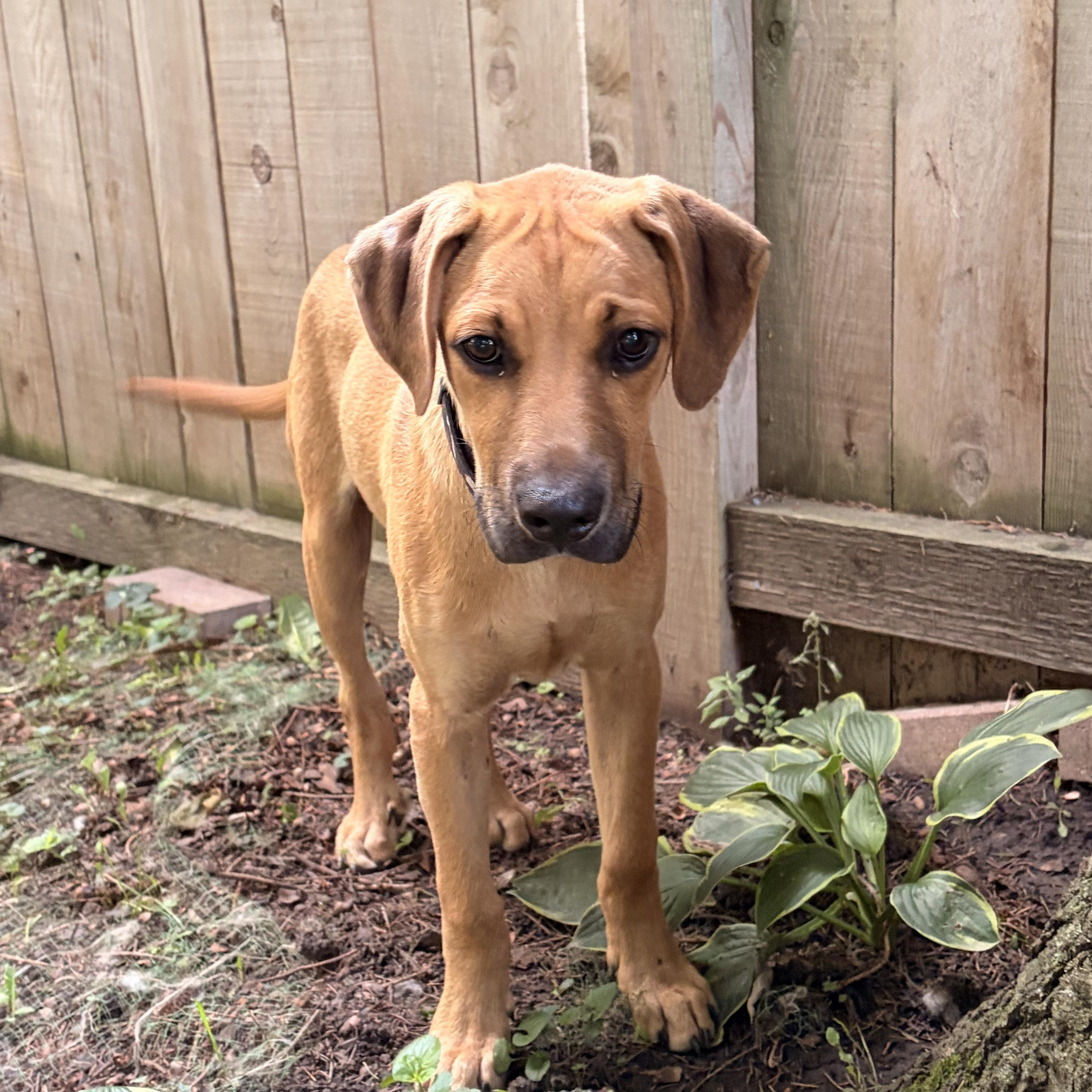 Junior, a ADOPTABLE mixed breed in Byron, IL image 5/6