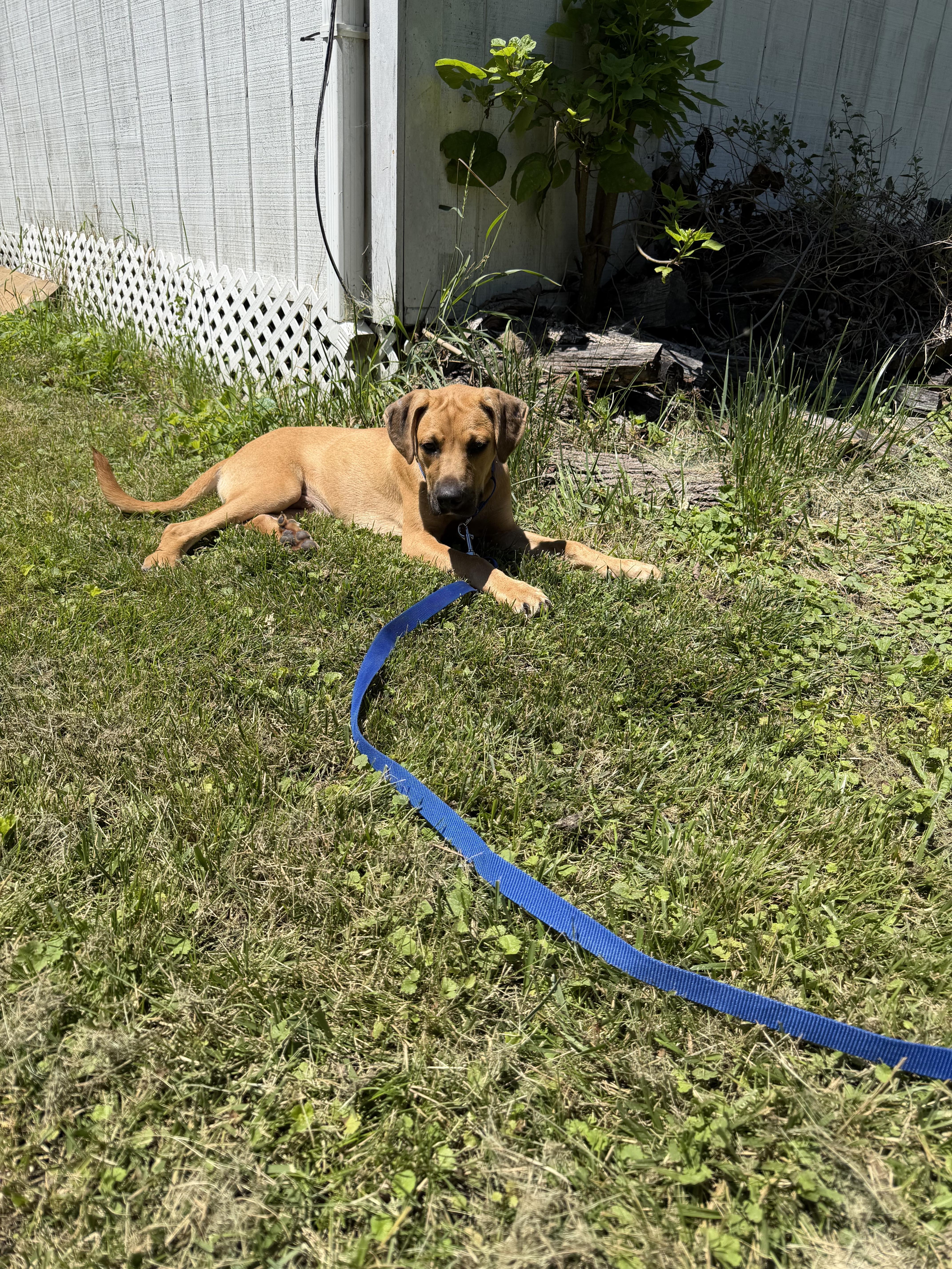 Junior, ADOPTABLE, Puppy Male Great Dane.