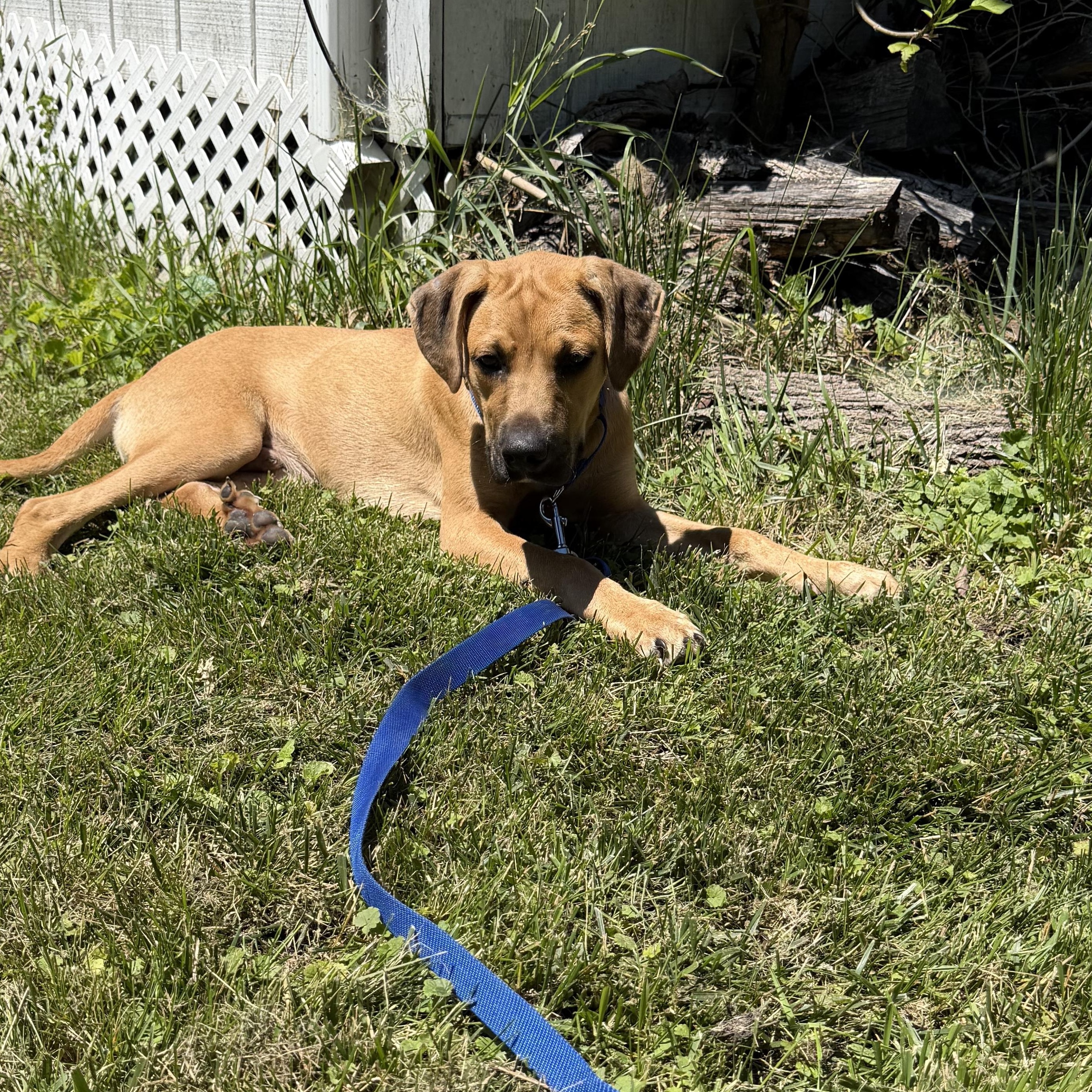 Junior, a ADOPTABLE mixed breed in Byron, IL image 1/6