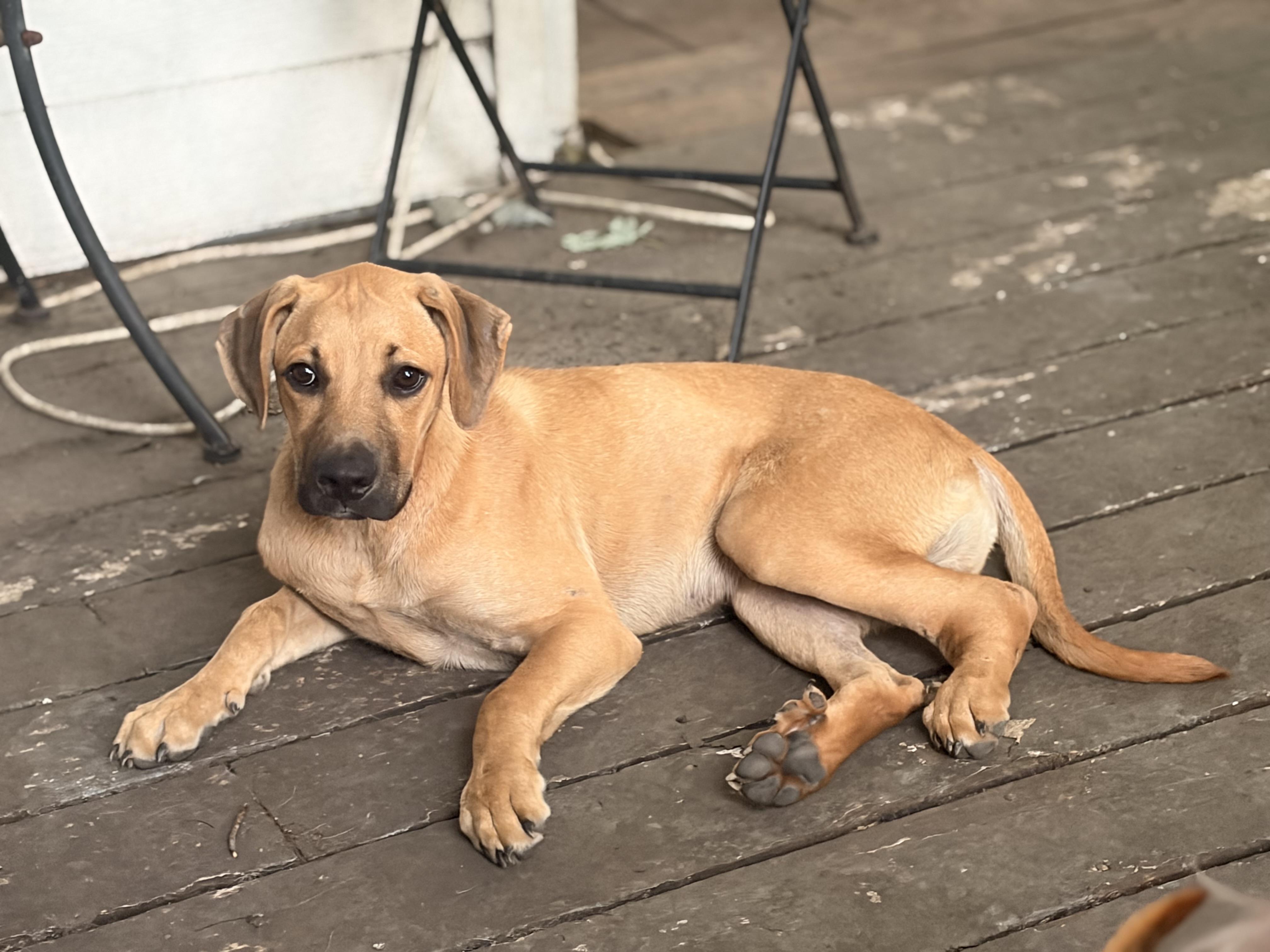 Junior, a ADOPTABLE mixed breed in Byron, IL image 6/6