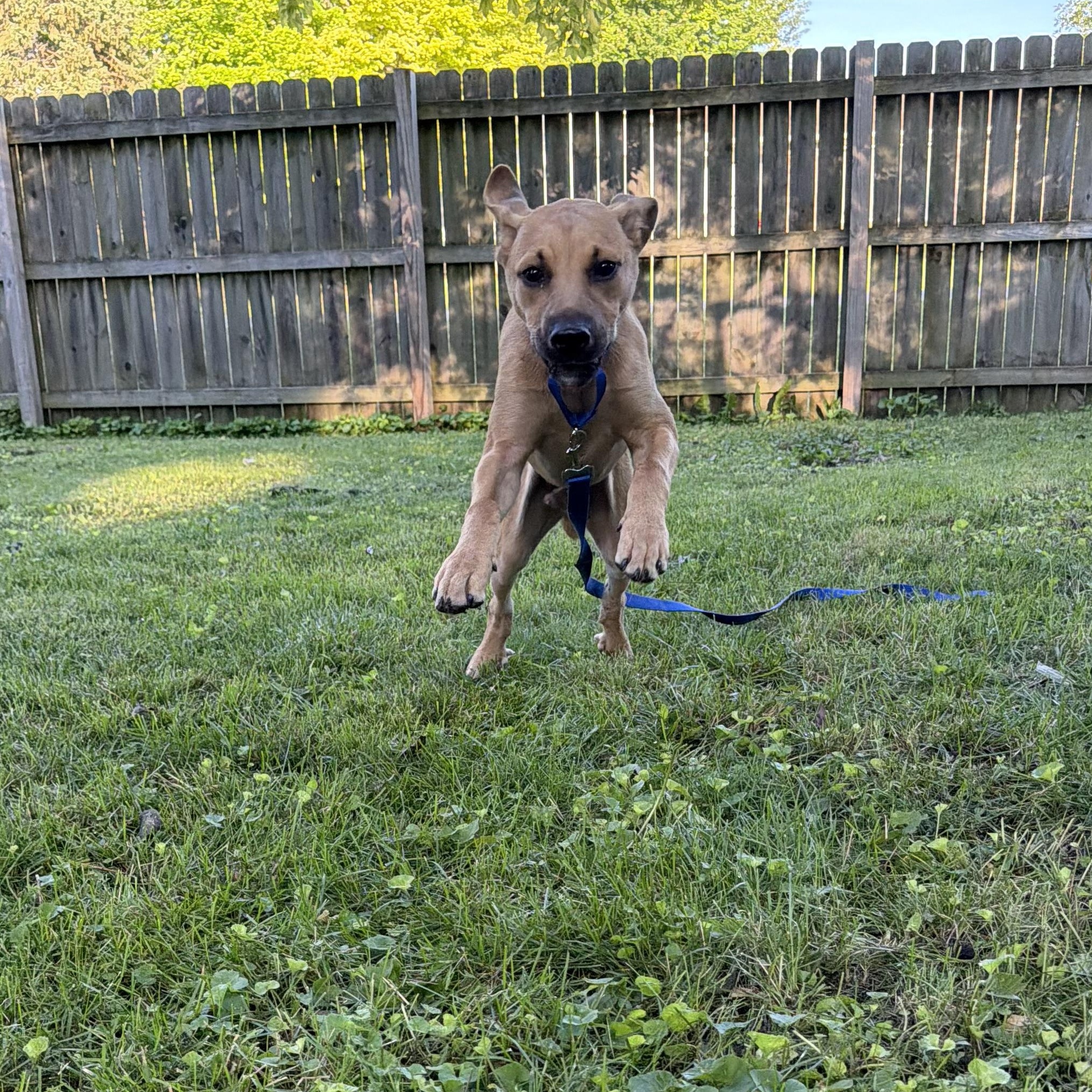 Junior, a ADOPTABLE mixed breed in Byron, IL image 4/6