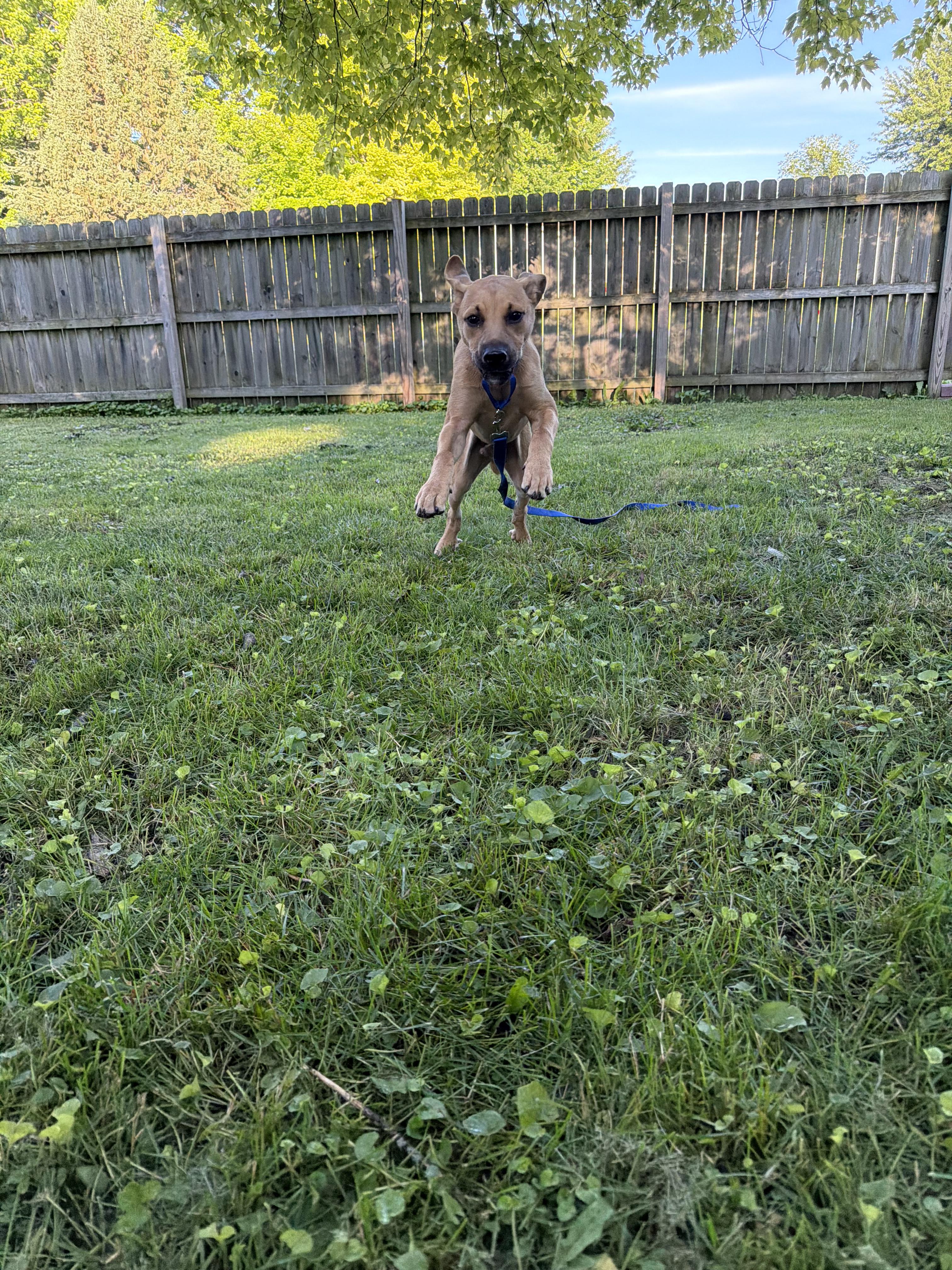 Junior, a ADOPTABLE mixed breed in Byron, IL image 4/6