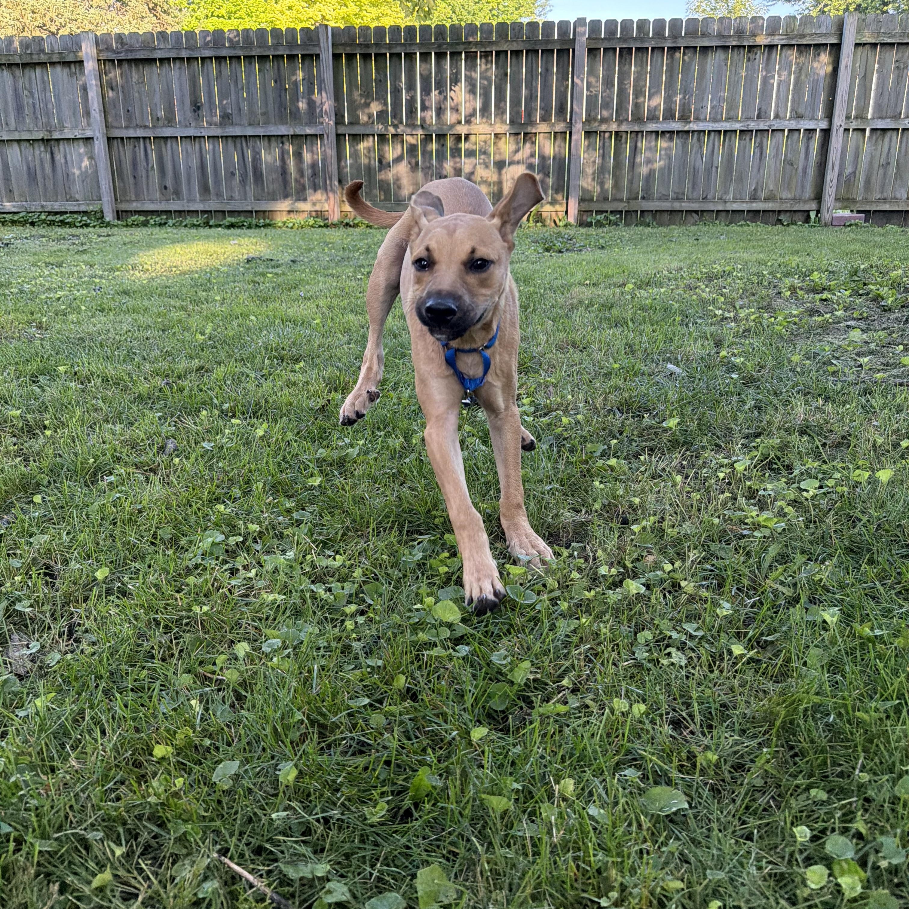 Junior, a ADOPTABLE mixed breed in Byron, IL image 2/6