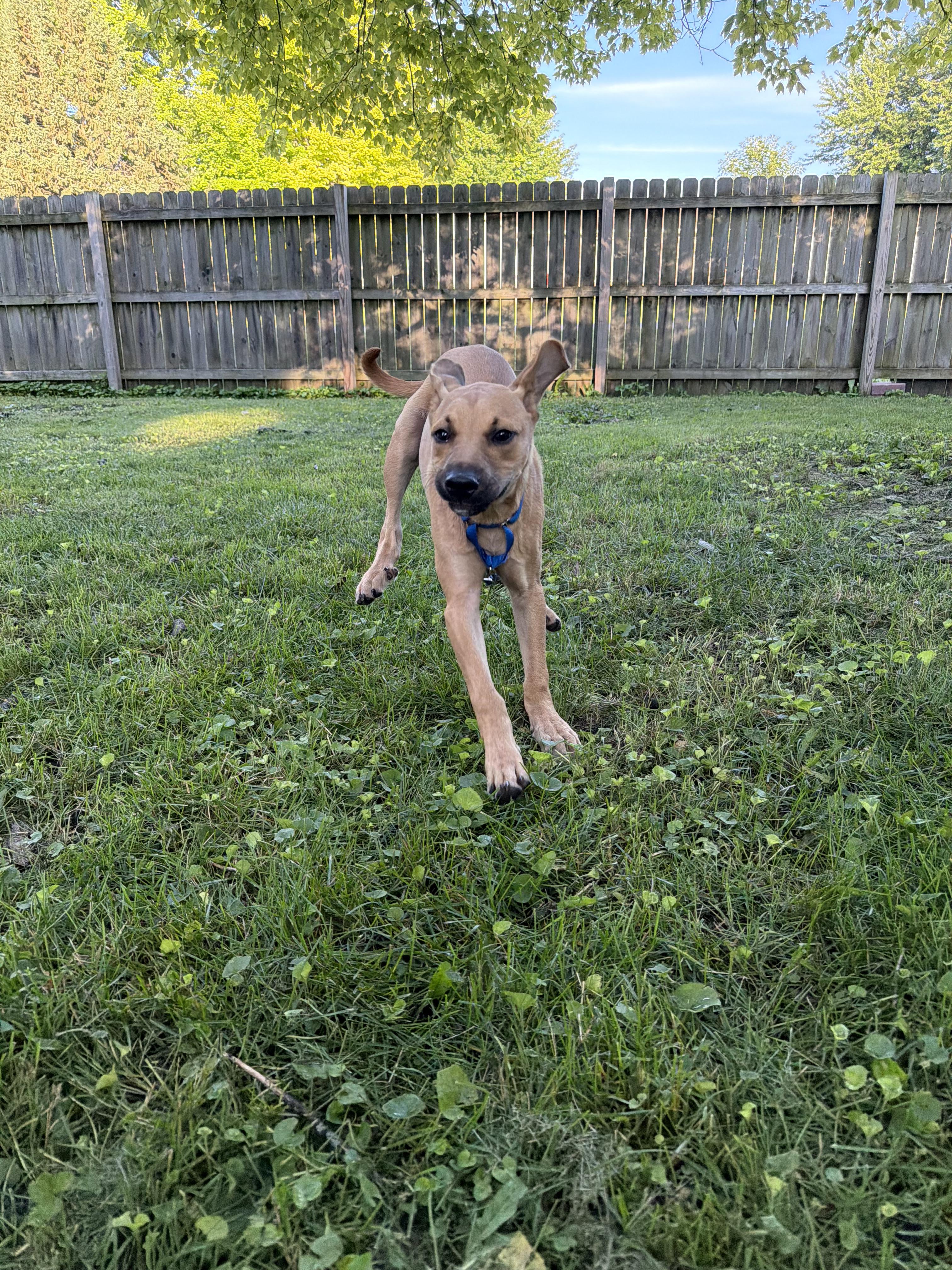 Junior, a ADOPTABLE mixed breed in Byron, IL image 2/6