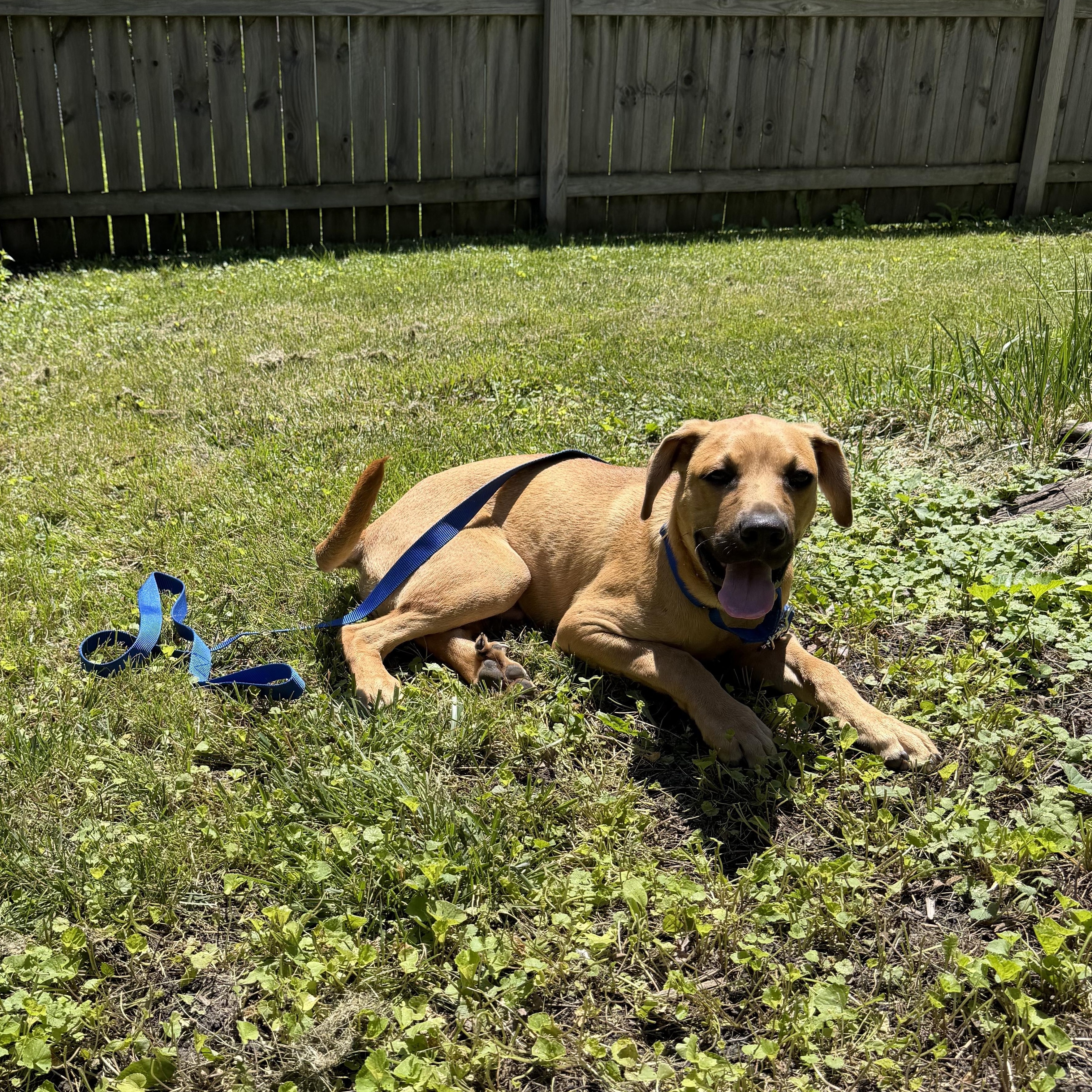 Junior, a ADOPTABLE mixed breed in Byron, IL image 3/6