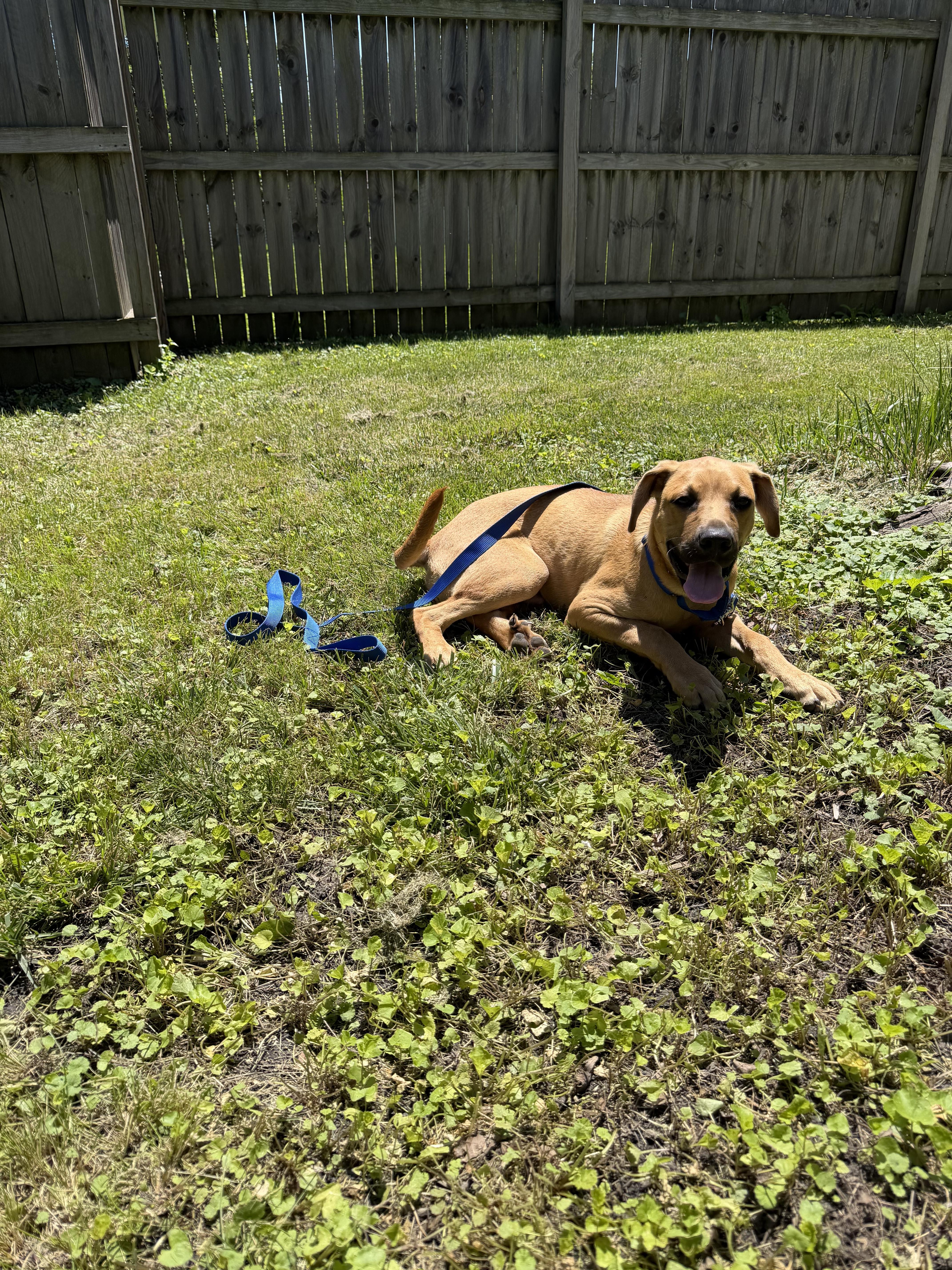 Junior, a ADOPTABLE mixed breed in Byron, IL image 3/6