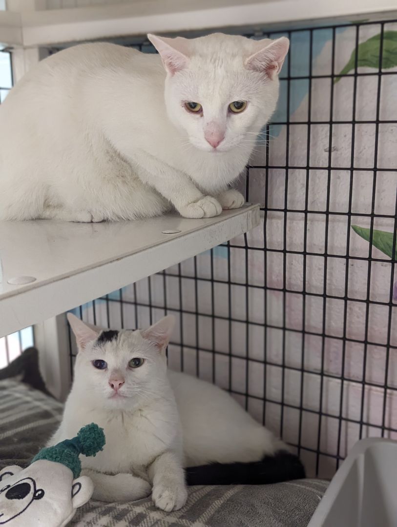 Aspen and Alaska, a Adoptable mixed breed in Cape May Court House, NJ image 1/12