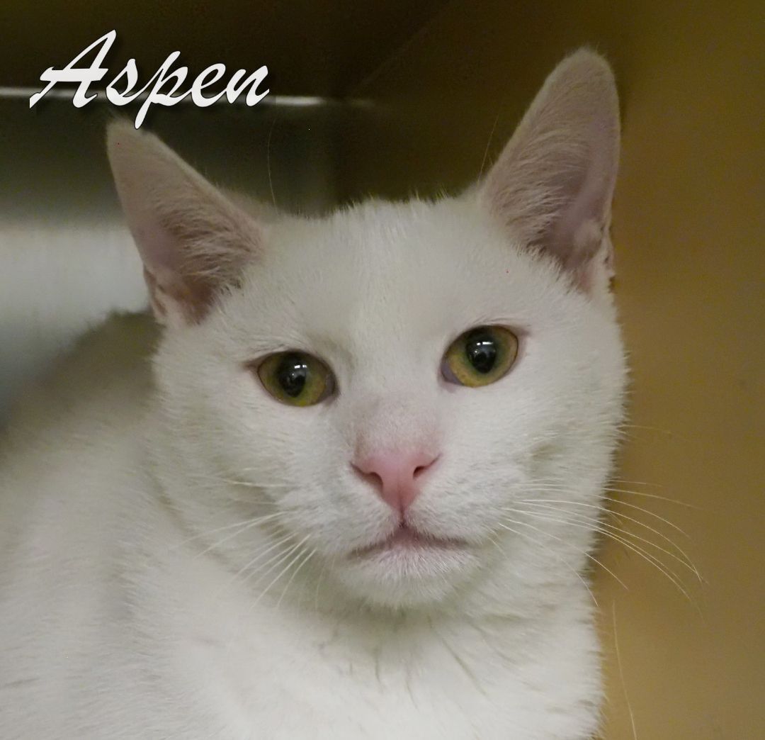 Aspen and Alaska, a Adoptable mixed breed in Cape May Court House, NJ image 2/12