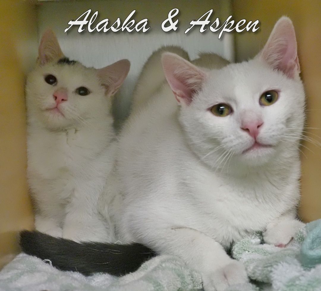 Aspen and Alaska, a Adoptable mixed breed in Cape May Court House, NJ image 3/12