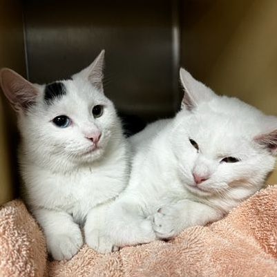 Aspen and Alaska, a Adoptable mixed breed in Cape May Court House, NJ image 4/12