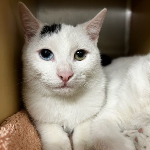 Aspen and Alaska, a Adoptable mixed breed in Cape May Court House, NJ image 5/12
