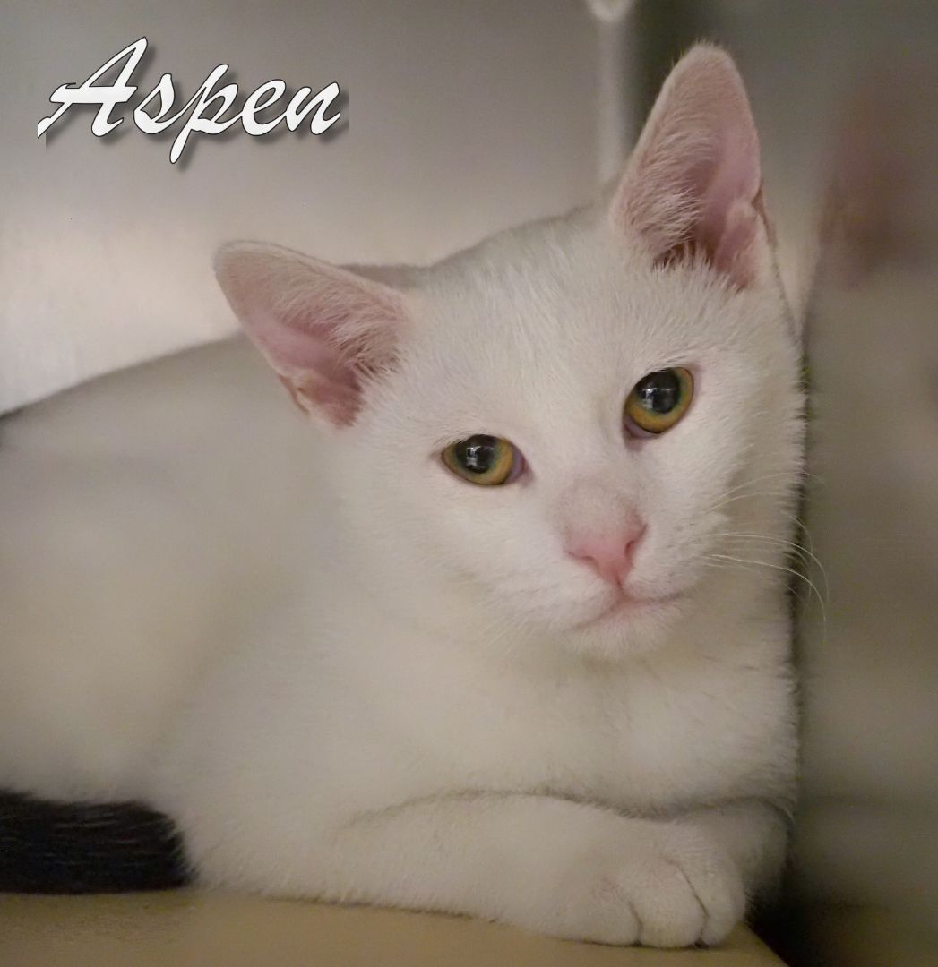 Aspen and Alaska, a Adoptable mixed breed in Cape May Court House, NJ image 6/12