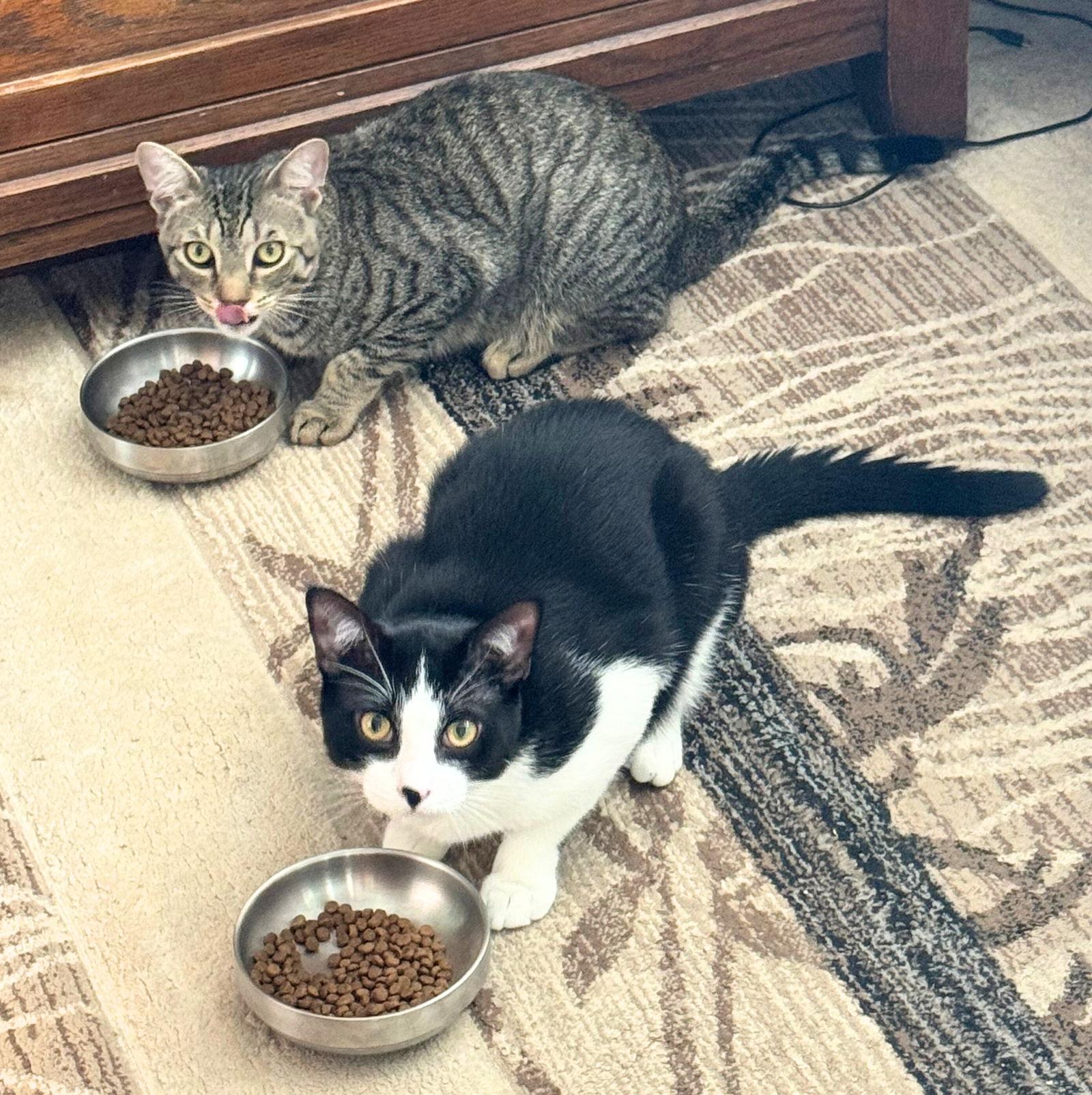 Enlarge Mung Daal & Schnitzel, a Adoptable Domestic Short Hair in Brooklyn, NY image 1/3