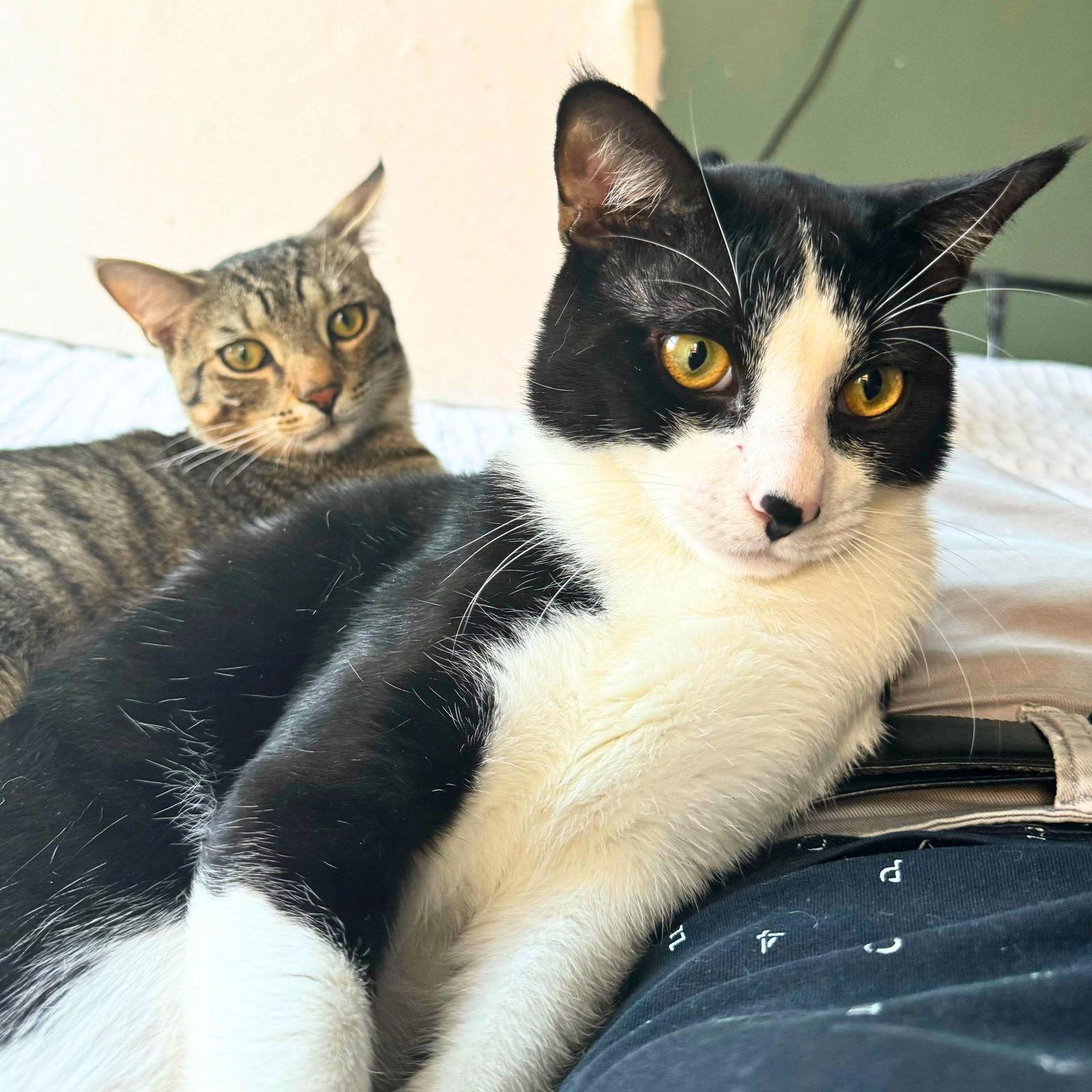 Enlarge Mung Daal & Schnitzel, a Adoptable Domestic Short Hair in Brooklyn, NY image 2/3