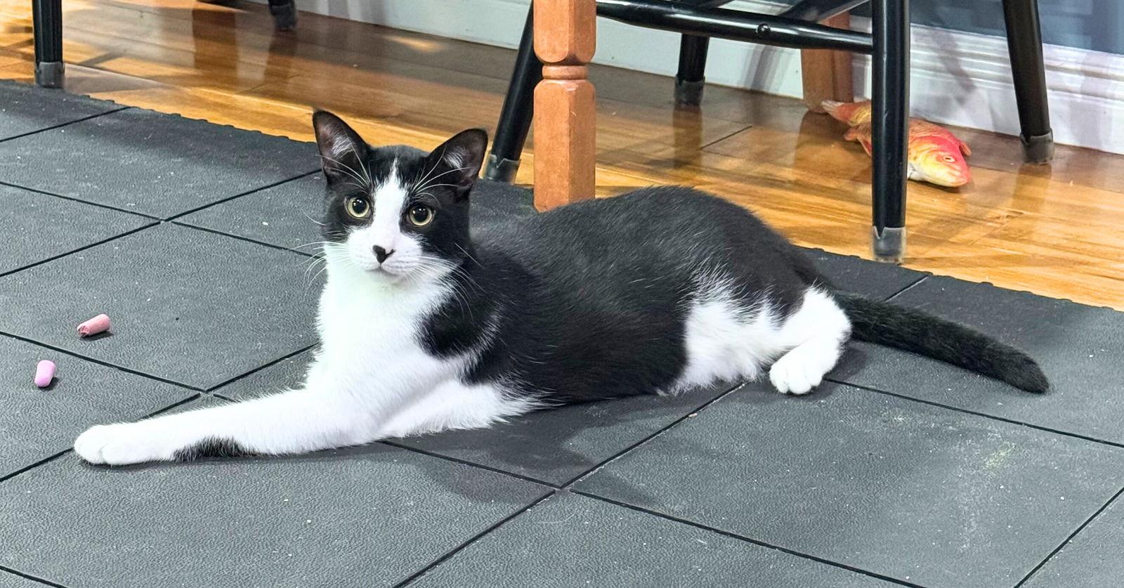 Enlarge Mung Daal & Schnitzel, a Adoptable Domestic Short Hair in Brooklyn, NY image 3/3