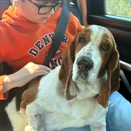 Enlarge DIXIE - ADOPTION PENDING!, a Adoptable Basset Hound in Mays Landing, NJ image 1/3