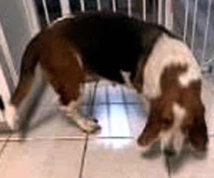 Enlarge DIXIE - ADOPTION PENDING!, a Adoptable Basset Hound in Mays Landing, NJ image 2/3