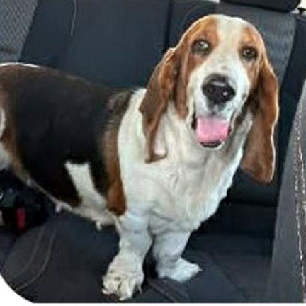 DIXIE - ADOPTION PENDING! — thumbnail 3