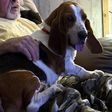 Enlarge DIXIE, a Adoptable Basset Hound in Mays Landing, NJ image 2/3