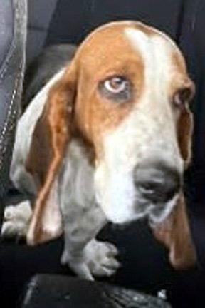 Enlarge DIXIE, a Adoptable Basset Hound in Mays Landing, NJ image 3/3