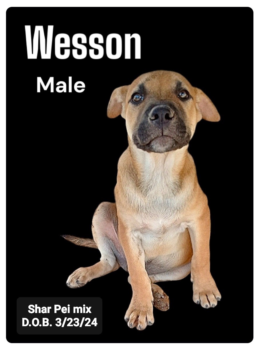 Enlarge Wesson, a Adoptable mixed breed in Golden Valley, AZ image 2/2