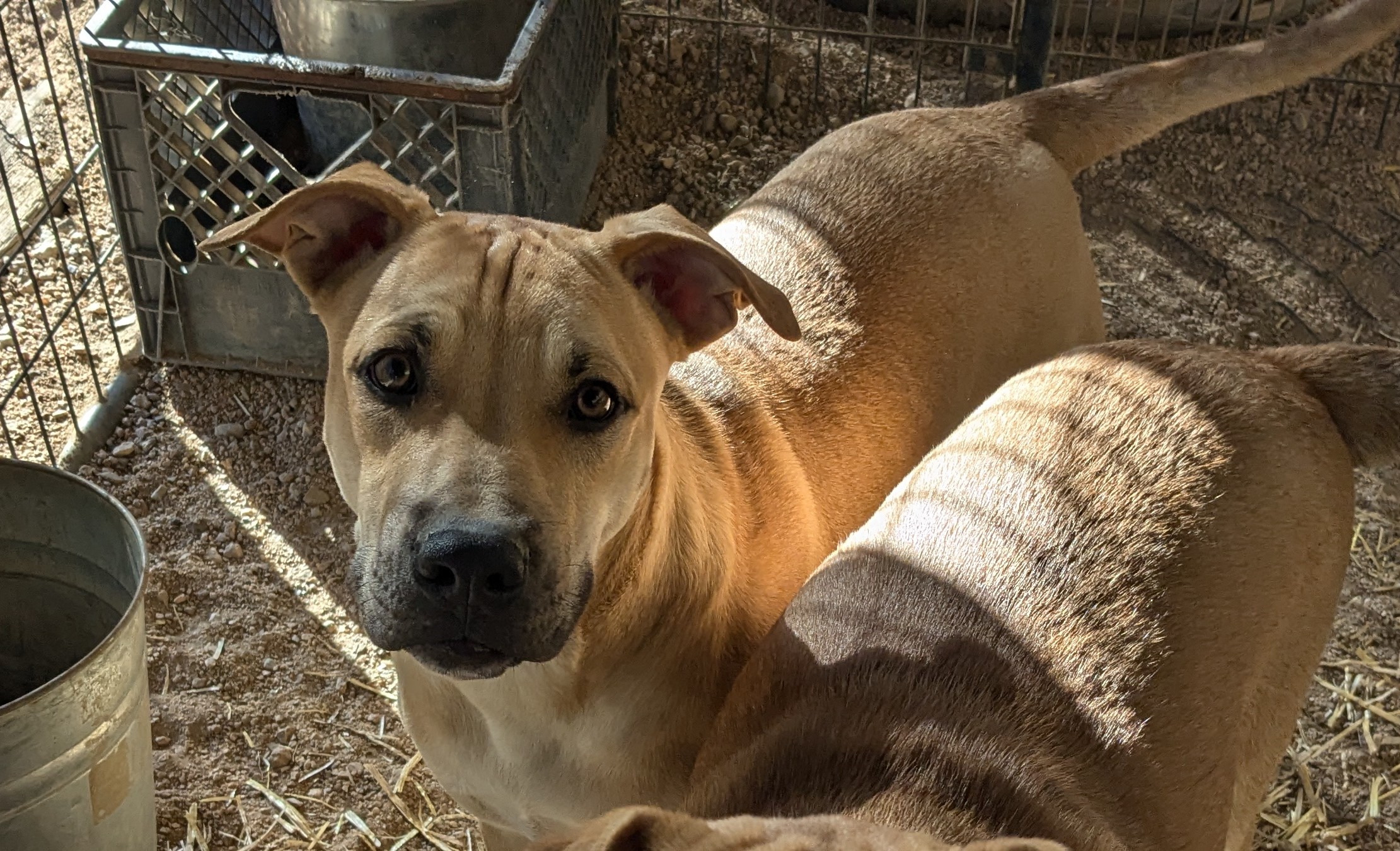 Enlarge Wesson, a Adoptable mixed breed in Golden Valley, AZ image 1/2