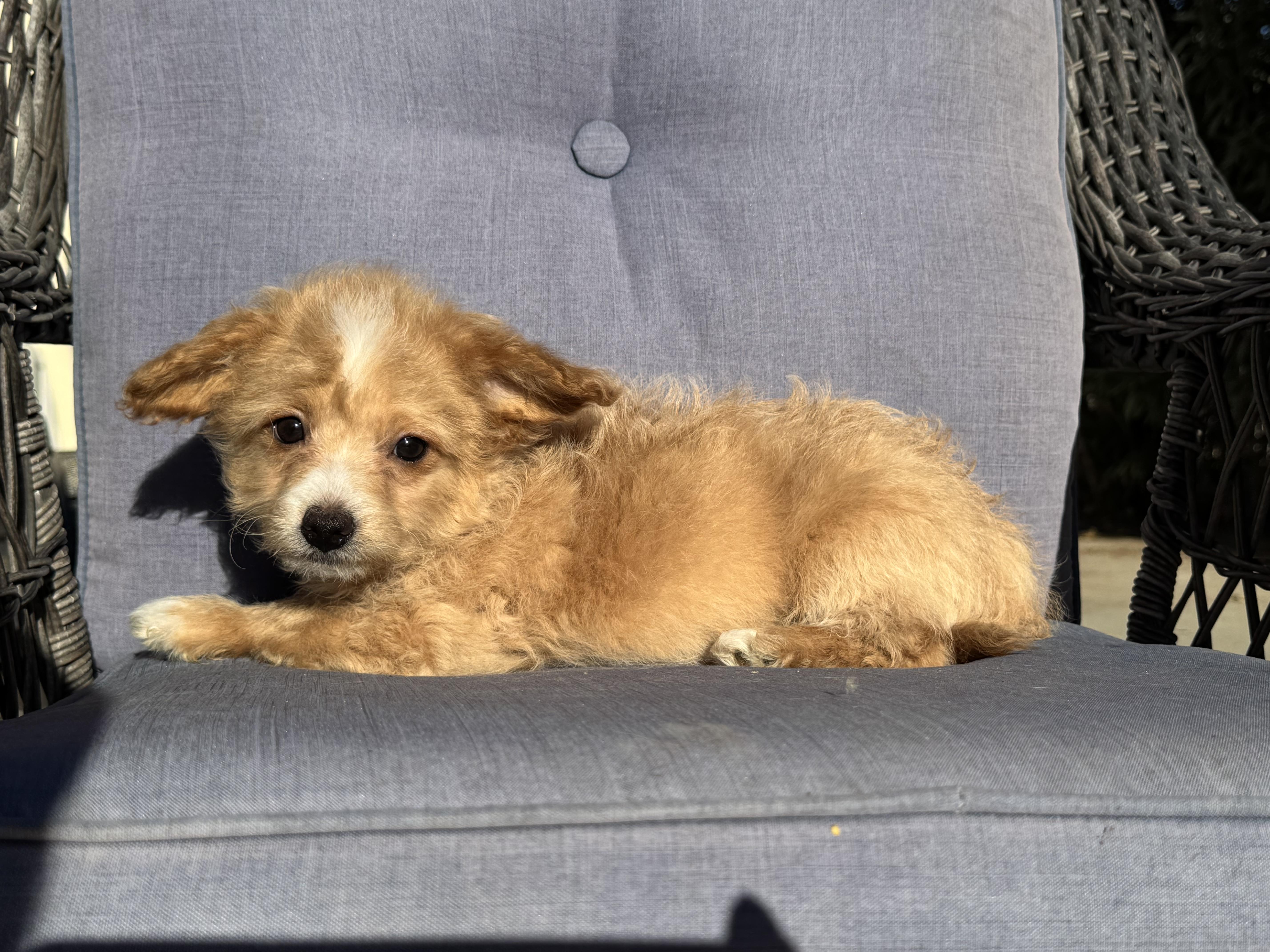 Pooh Bear, ADOPTABLE, Puppy Male Aussiedoodle & Maltipoo.
