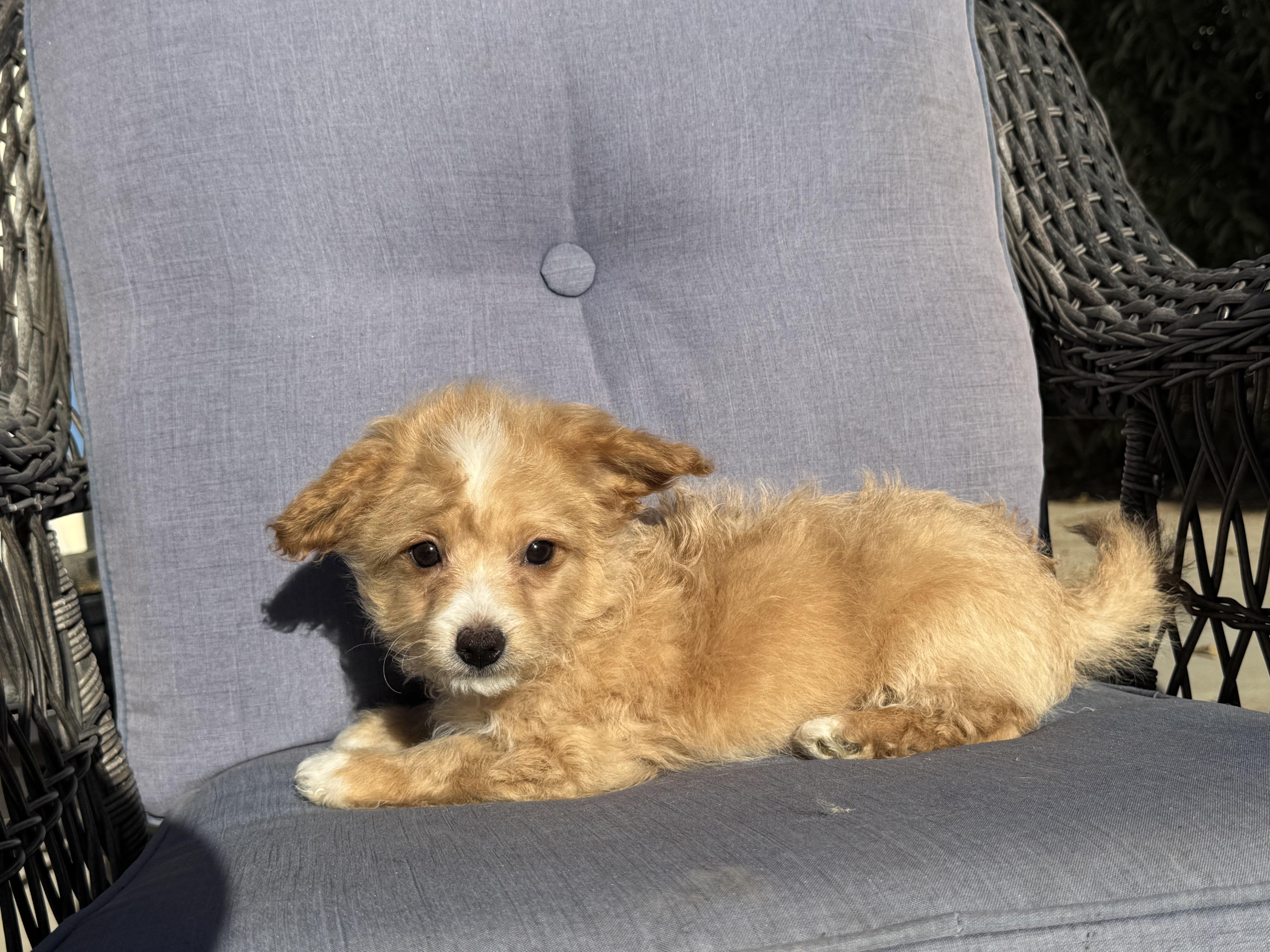 Pooh Bear, a ADOPTABLE mixed breed in ontario, CA image 4/5