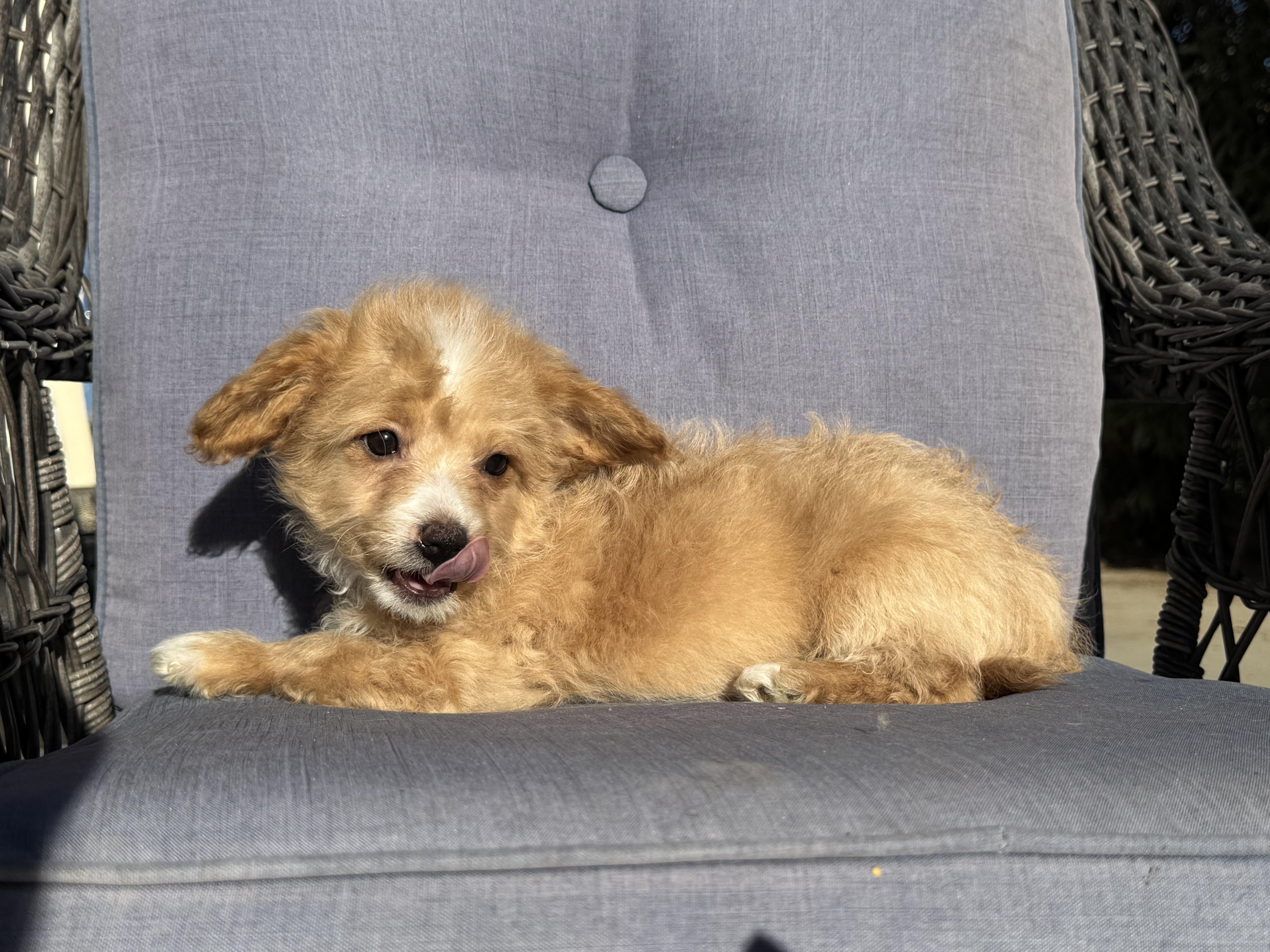 Pooh Bear, a ADOPTABLE mixed breed in ontario, CA image 5/5