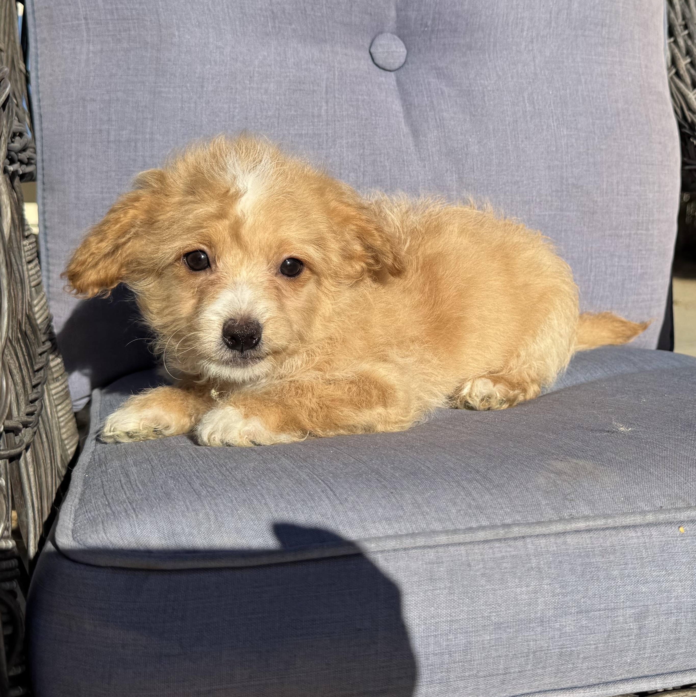 Pooh Bear, a ADOPTABLE mixed breed in ontario, CA image 2/5