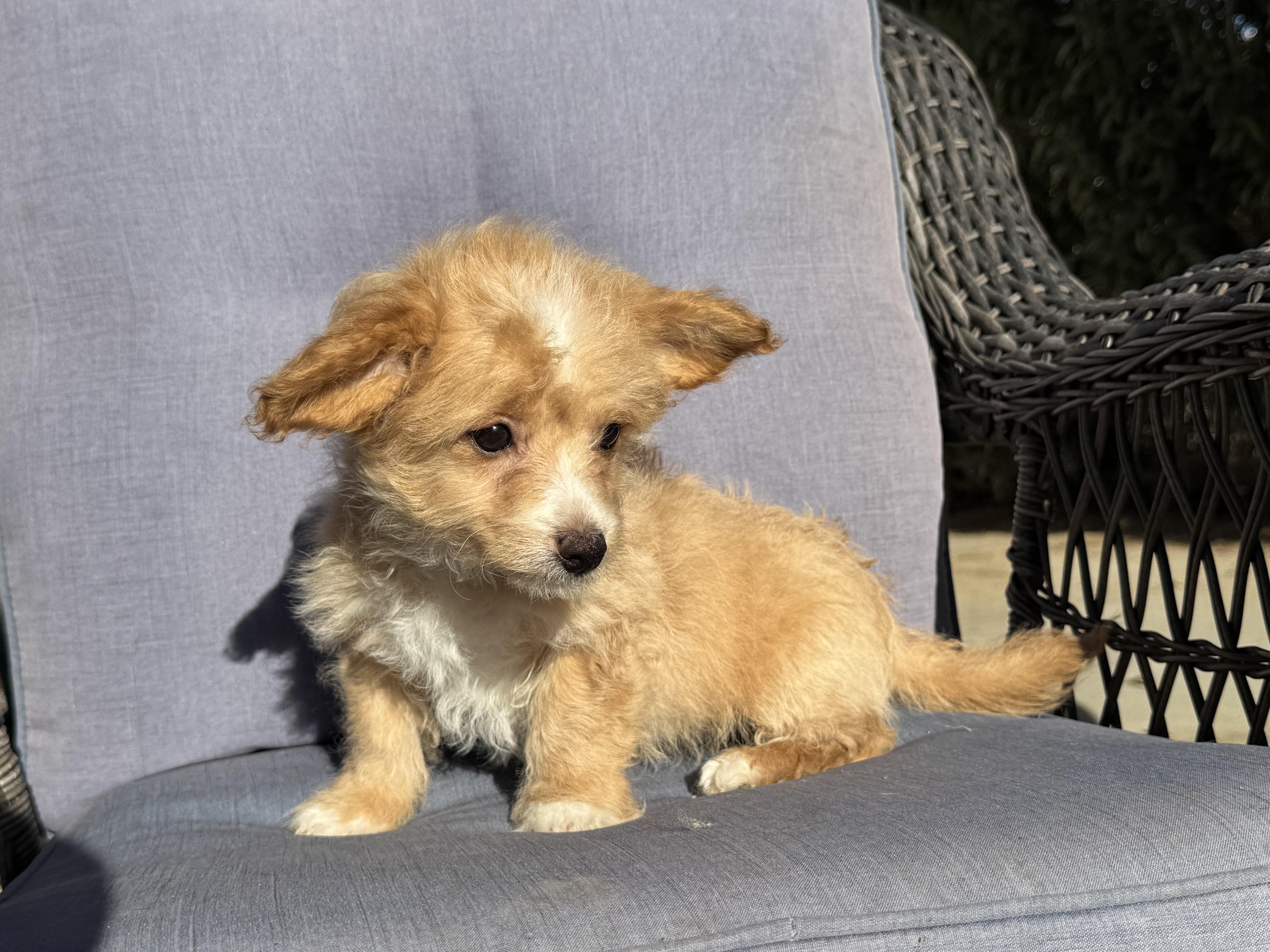 Pooh Bear, a ADOPTABLE mixed breed in ontario, CA image 3/5