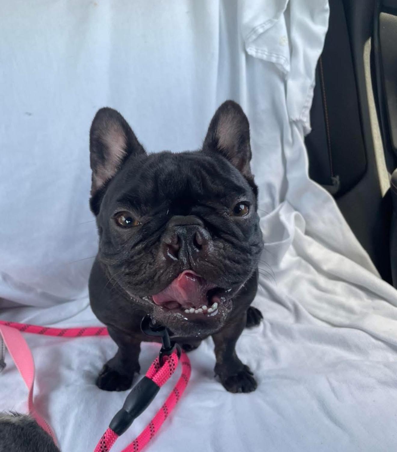 BlackBerry, Adopted, Adult Female French Bulldog.