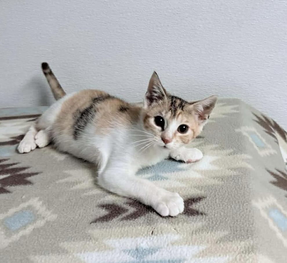 Kandy, ADOPTABLE, Kitten Female Calico.