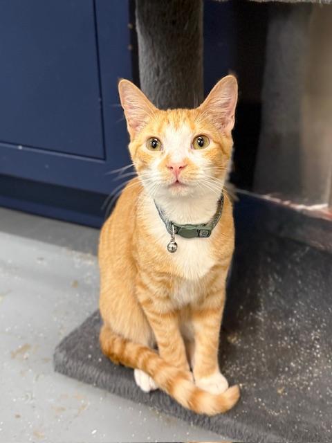 Enlarge Ryder - Our Longest Cat Resident, a ADOPTABLE mixed breed in Mount Pleasant, SC image 3/3