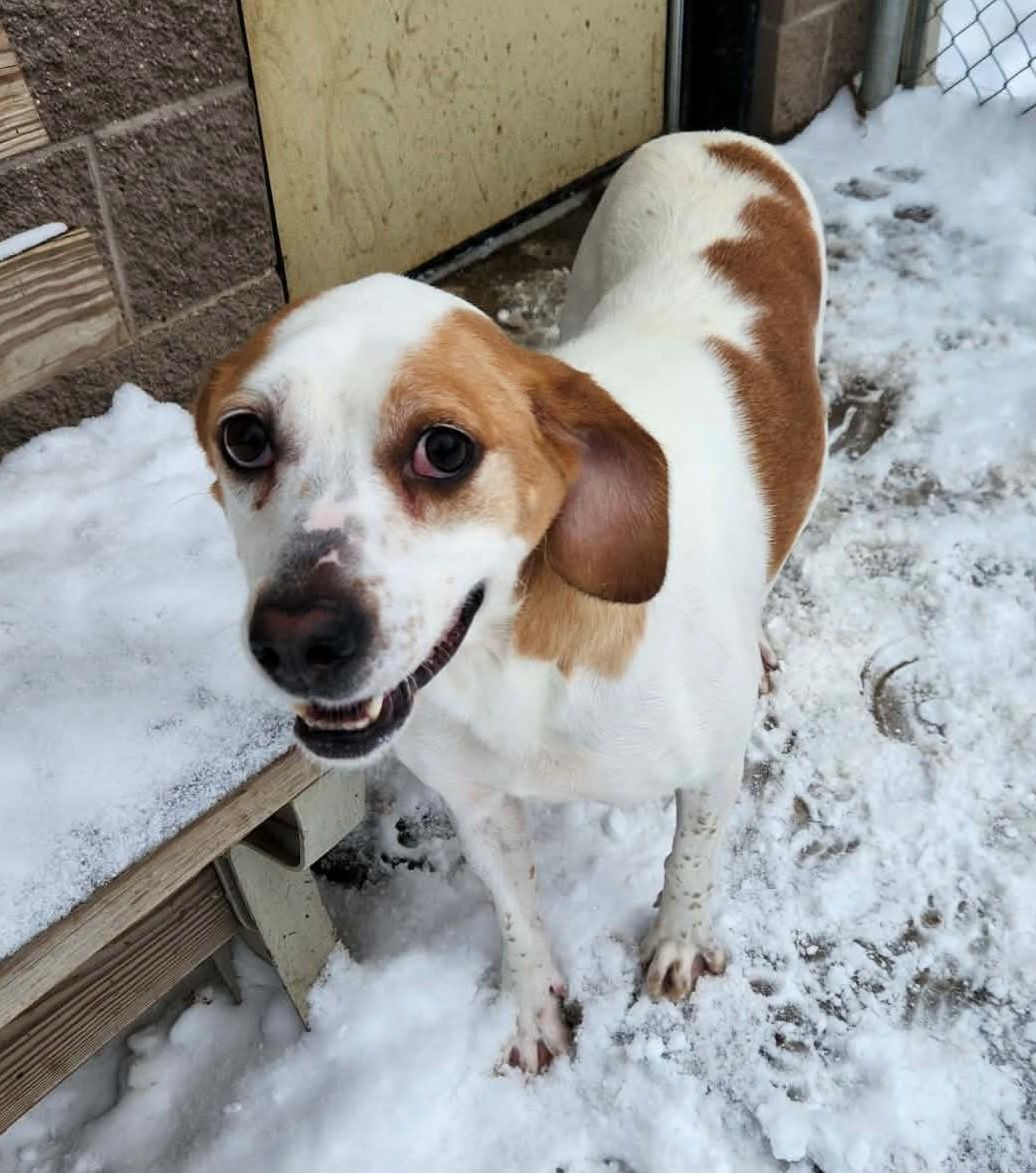 Enlarge Bernadette, a Adoptable Hound in Prudenville, MI image 1/1