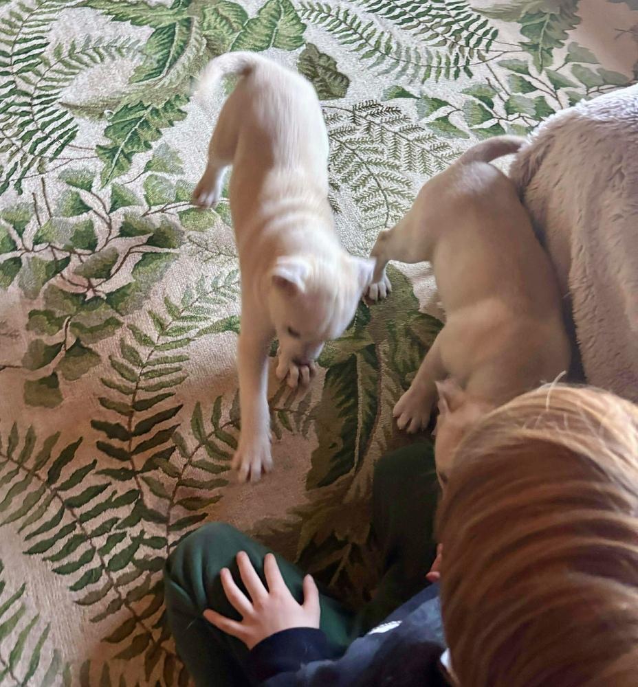 Enlarge Comet, a Adoptable mixed breed in Middletown, CT image 3/6