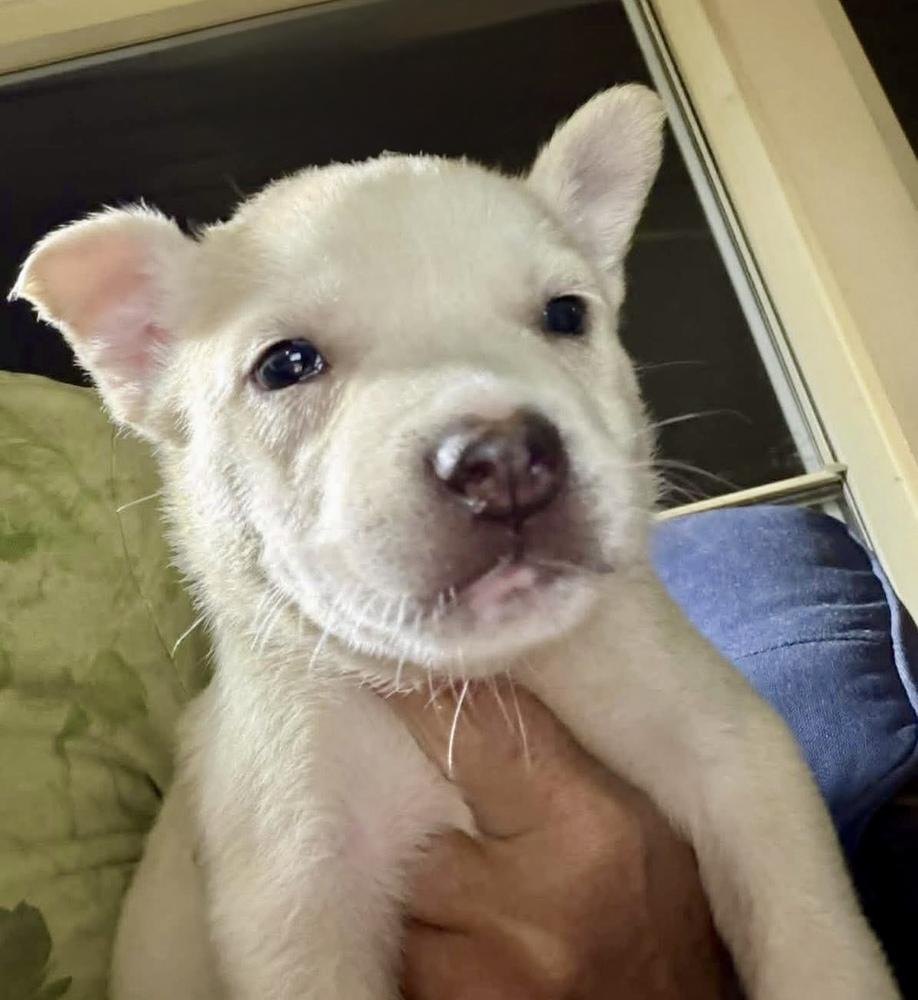 Enlarge Comet, a Adoptable mixed breed in Middletown, CT image 4/6