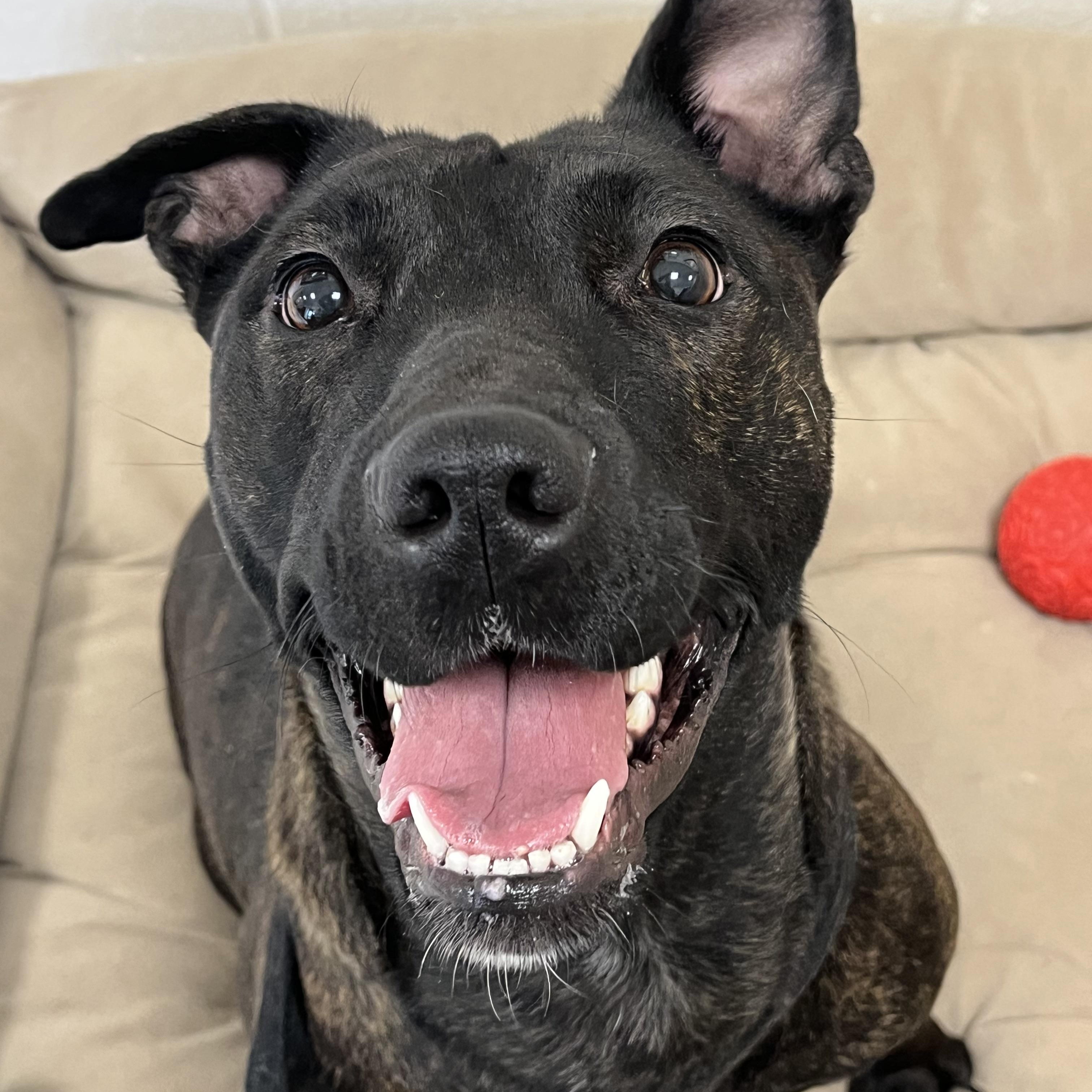 Enlarge Tika, a ADOPTABLE mixed breed in Greenwich, CT image 2/3