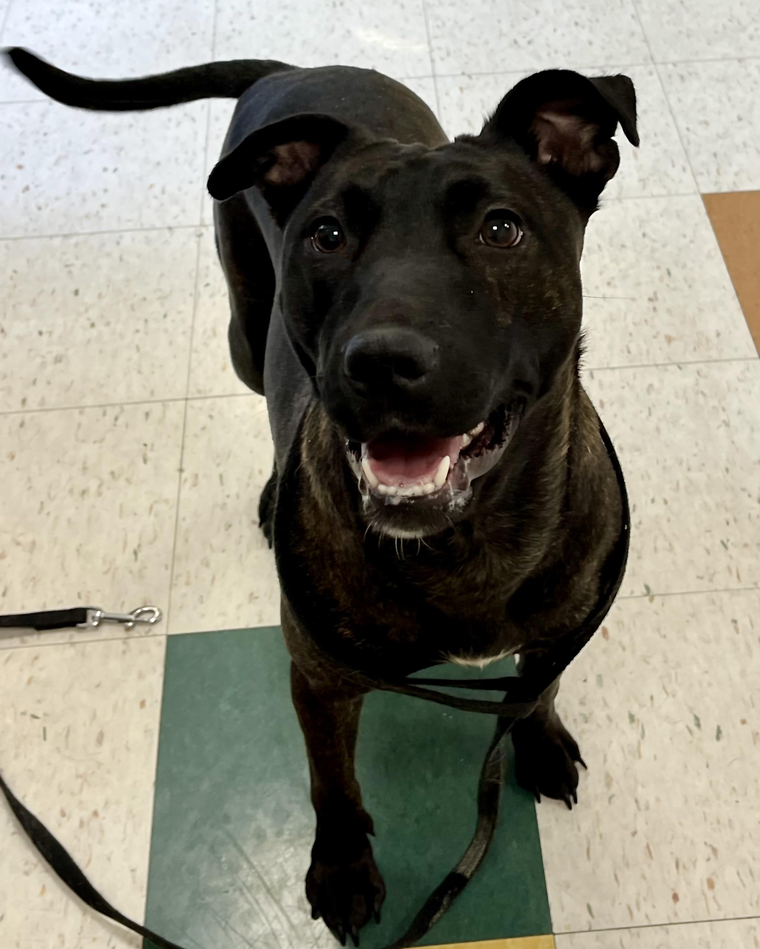 Enlarge Tika, a ADOPTABLE mixed breed in Greenwich, CT image 3/3