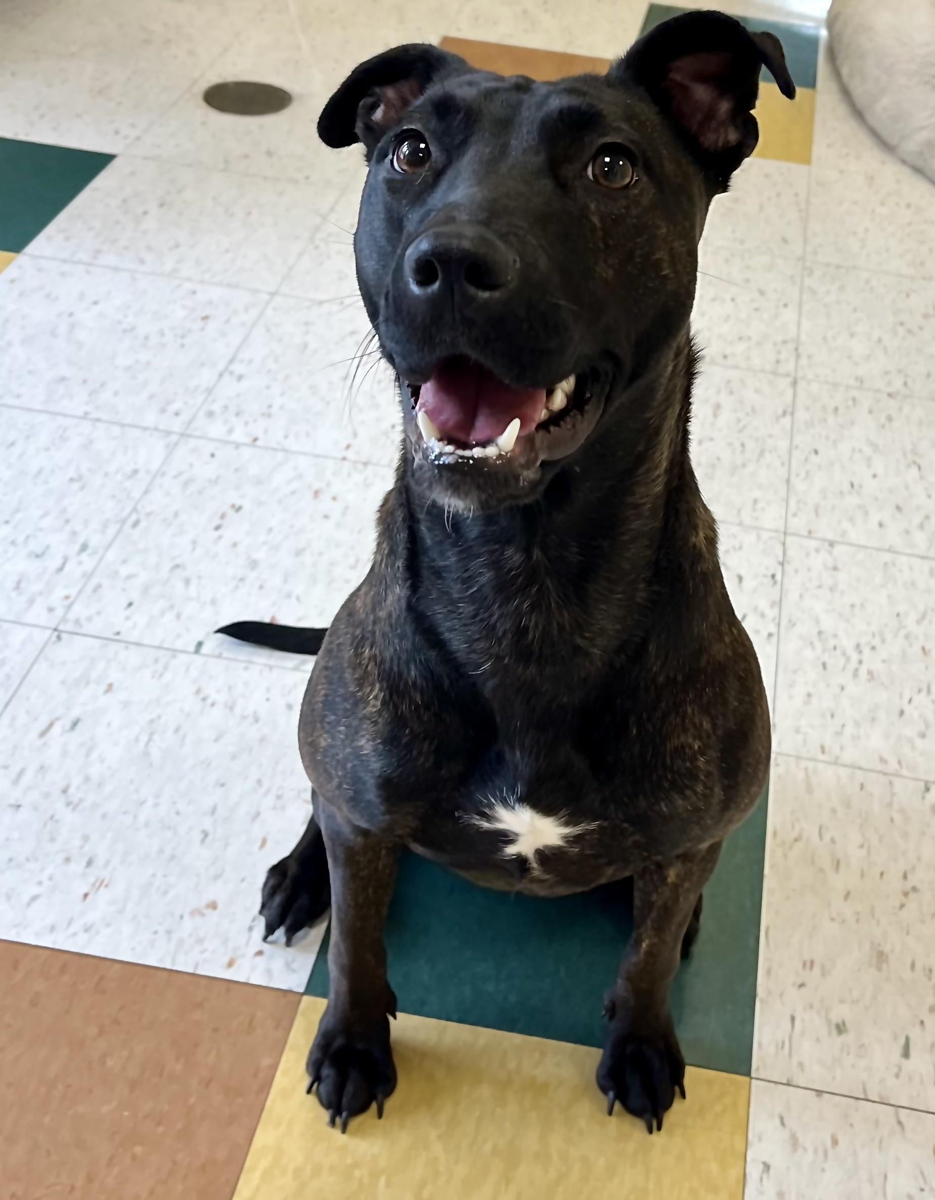 Tika, ADOPTABLE, Young Female Black Mouth Cur.