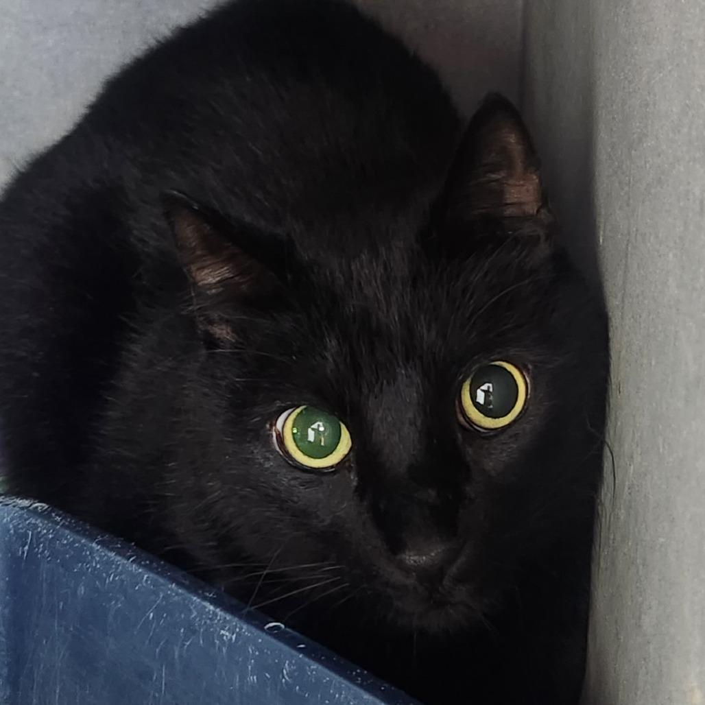 Griffin, Adoptable, Senior Male Domestic Short Hair.